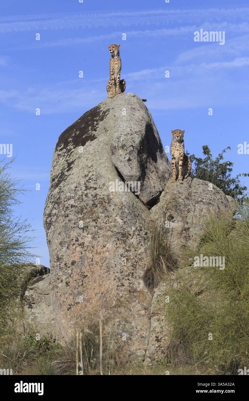 Two cheetahs in high hi-res stock photography and images - Alamy