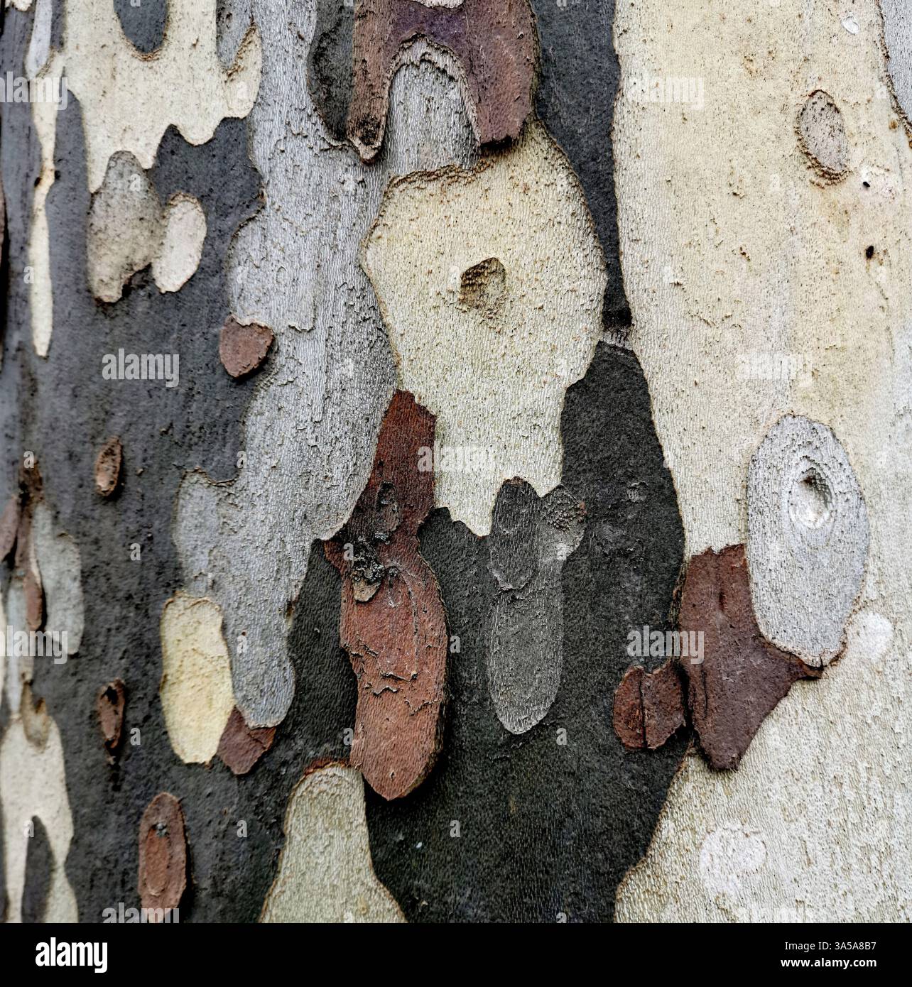 Intricate layers of bark display a variety of colors and textures on a tree trunk, showcasing nature's artistry under bright daylight in a serene fore - Smartphone Captured Stock Image