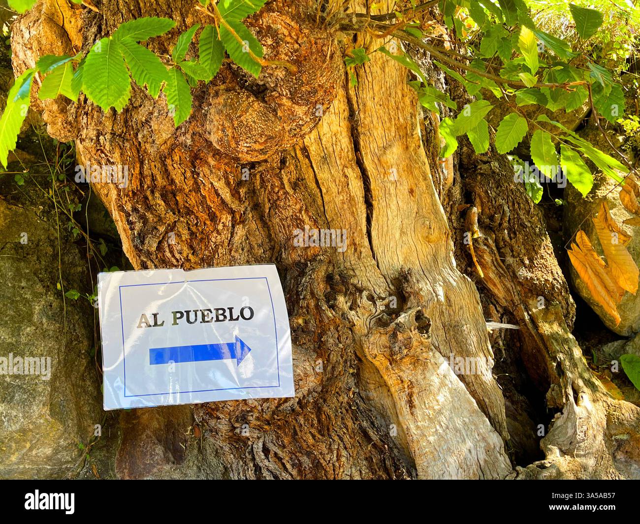 Sign on a tree. Cantabria, Spain. - Smartphone Captured Stock Image