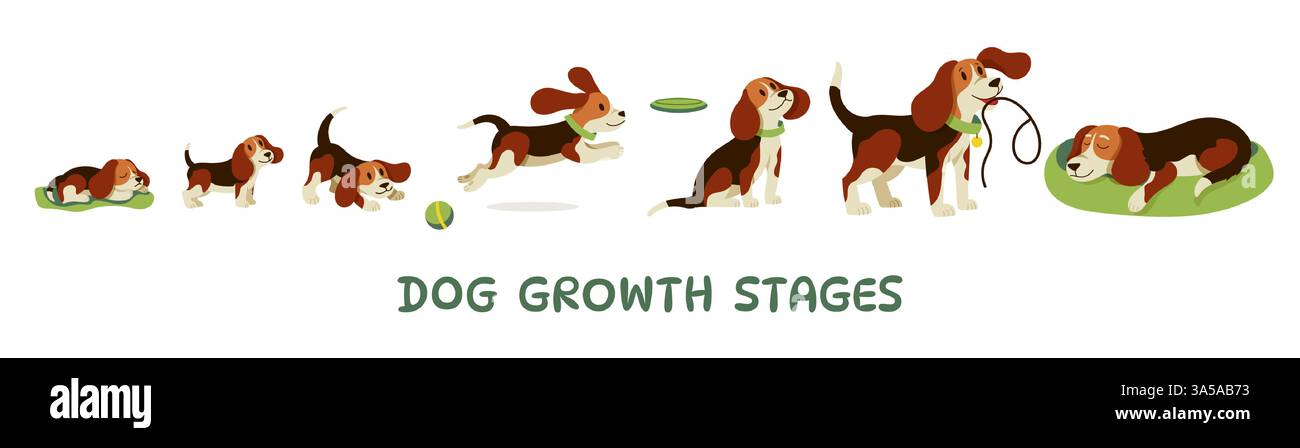 Dog growth. Cute puppy aging stages and adult dog characters, funny playful doggy, domestic animals of different ages, canine pet mascots. Vector dogs Stock Vector