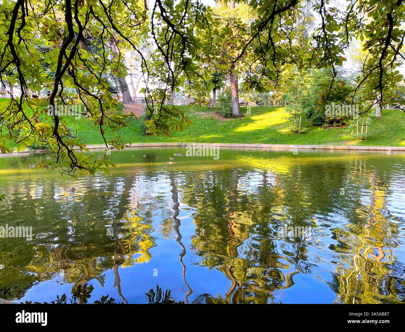 Pond. El Retiro park, Madrid, Spain. - Smartphone Captured Stock Image