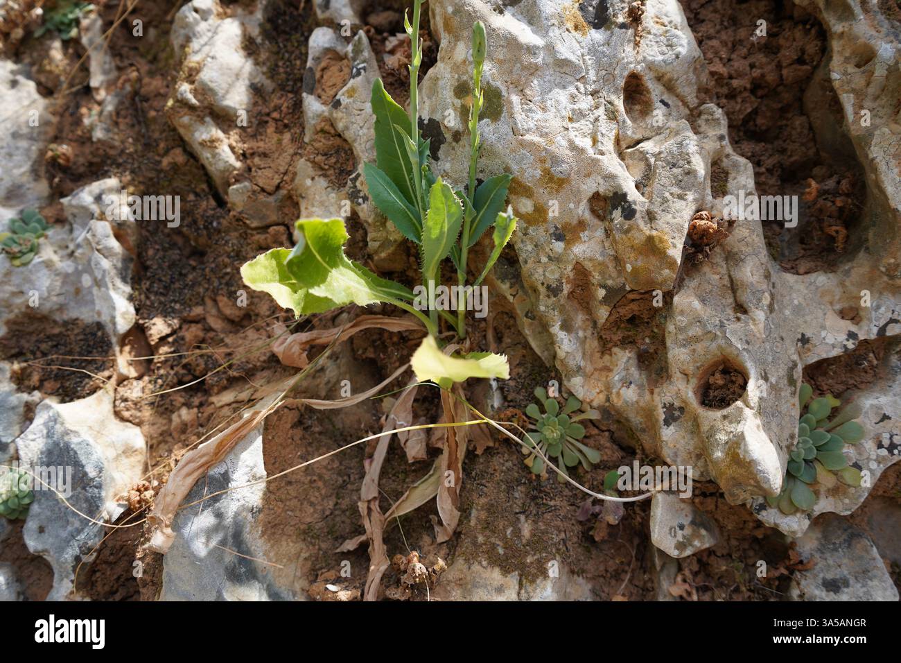 Ιmpressive natural combination of rock and plant - The roots and trunk ...