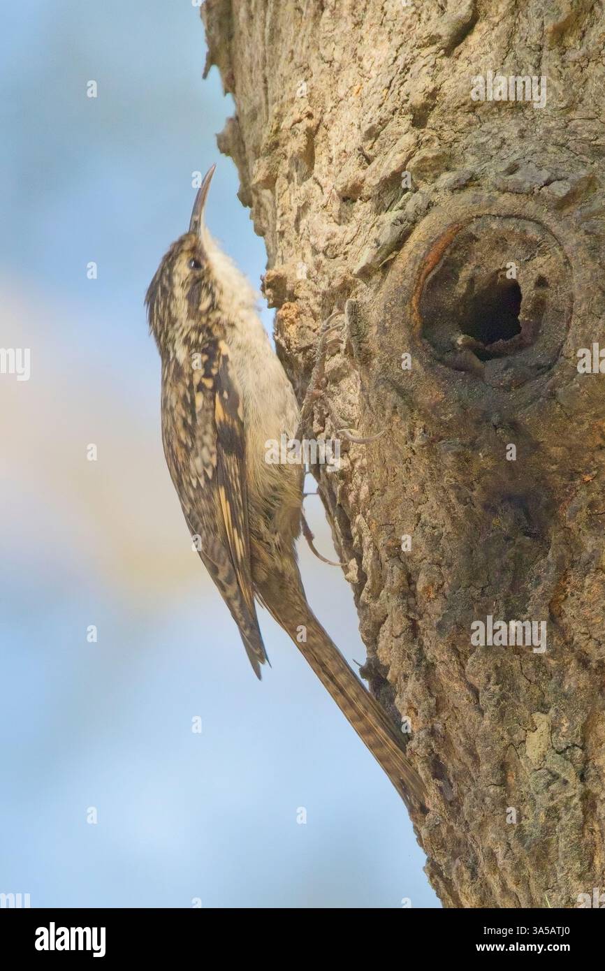 Bar-tailed Treecreeper  (Certhia himalayana), on a tree trunk, Jim Corbett National Park, Uttarakhand, India. Stock Photo