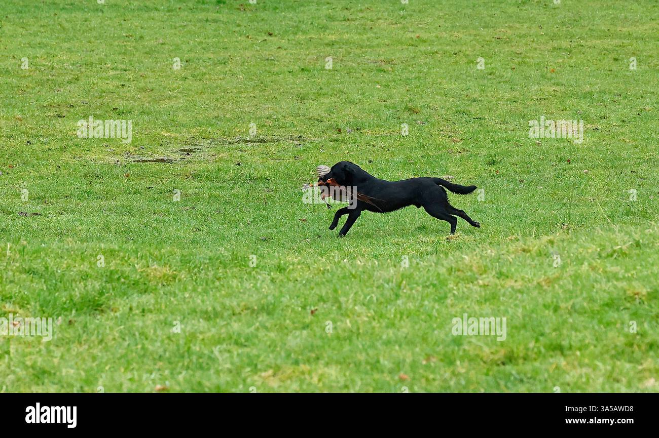 Working Labrador picking up & returning to it's owner Stock Photo
