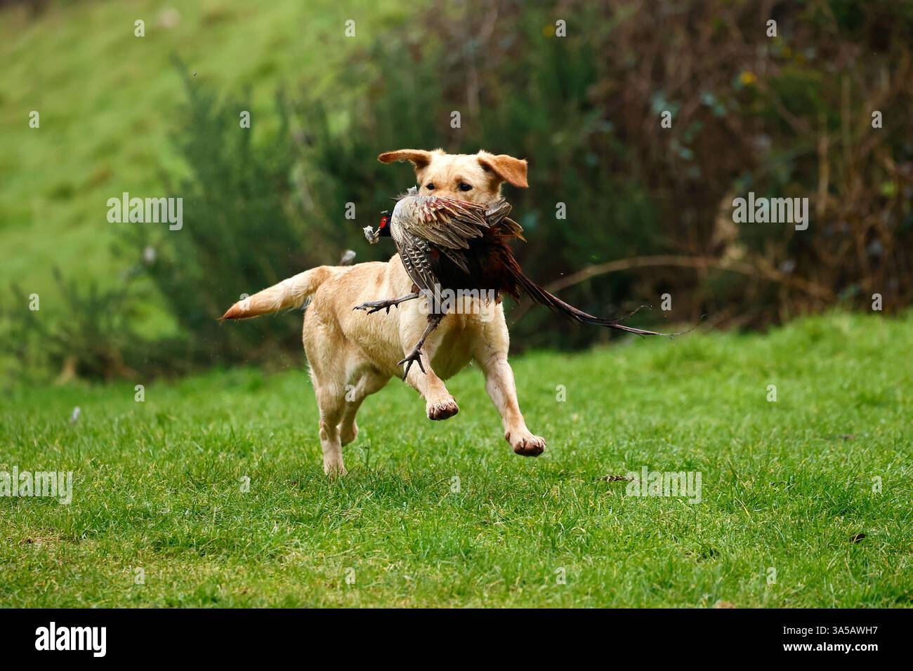 Working Labrador picking up & returning to it's owner Stock Photo
