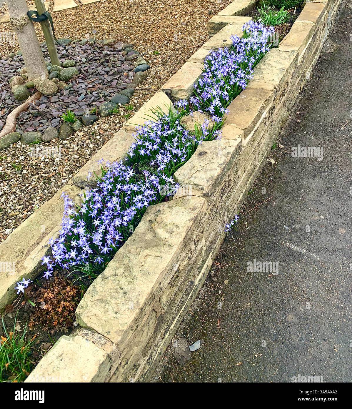 Plant plants Spring flower flowers pot pots garden bloom pretty colour amazing design potted wall stone gardens garden local land landscape design - Smartphone Captured Stock Image