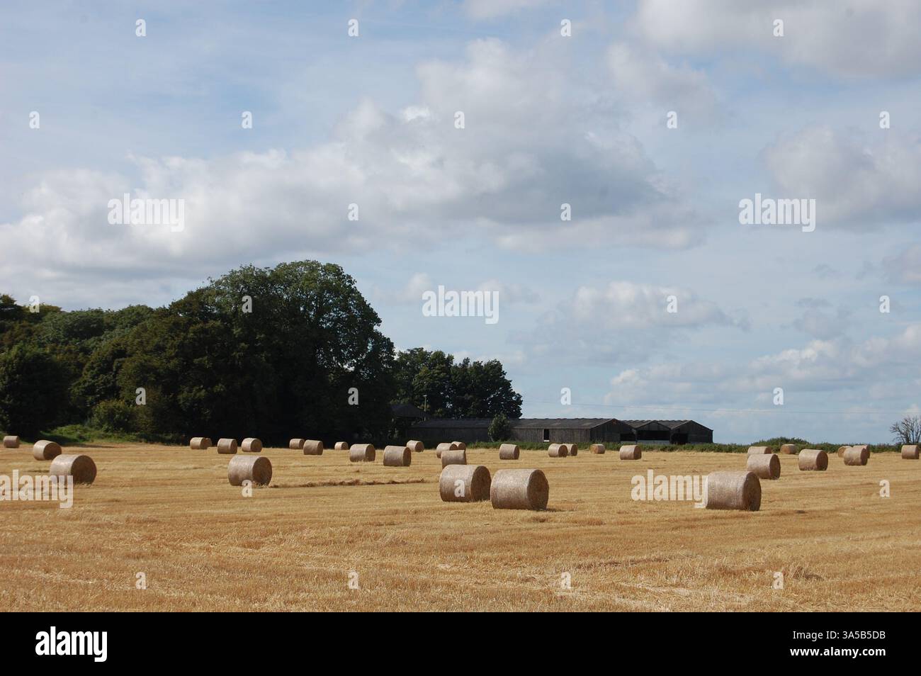 Round bales of straw in a field in the Cotswolds, under a blue sky with ...