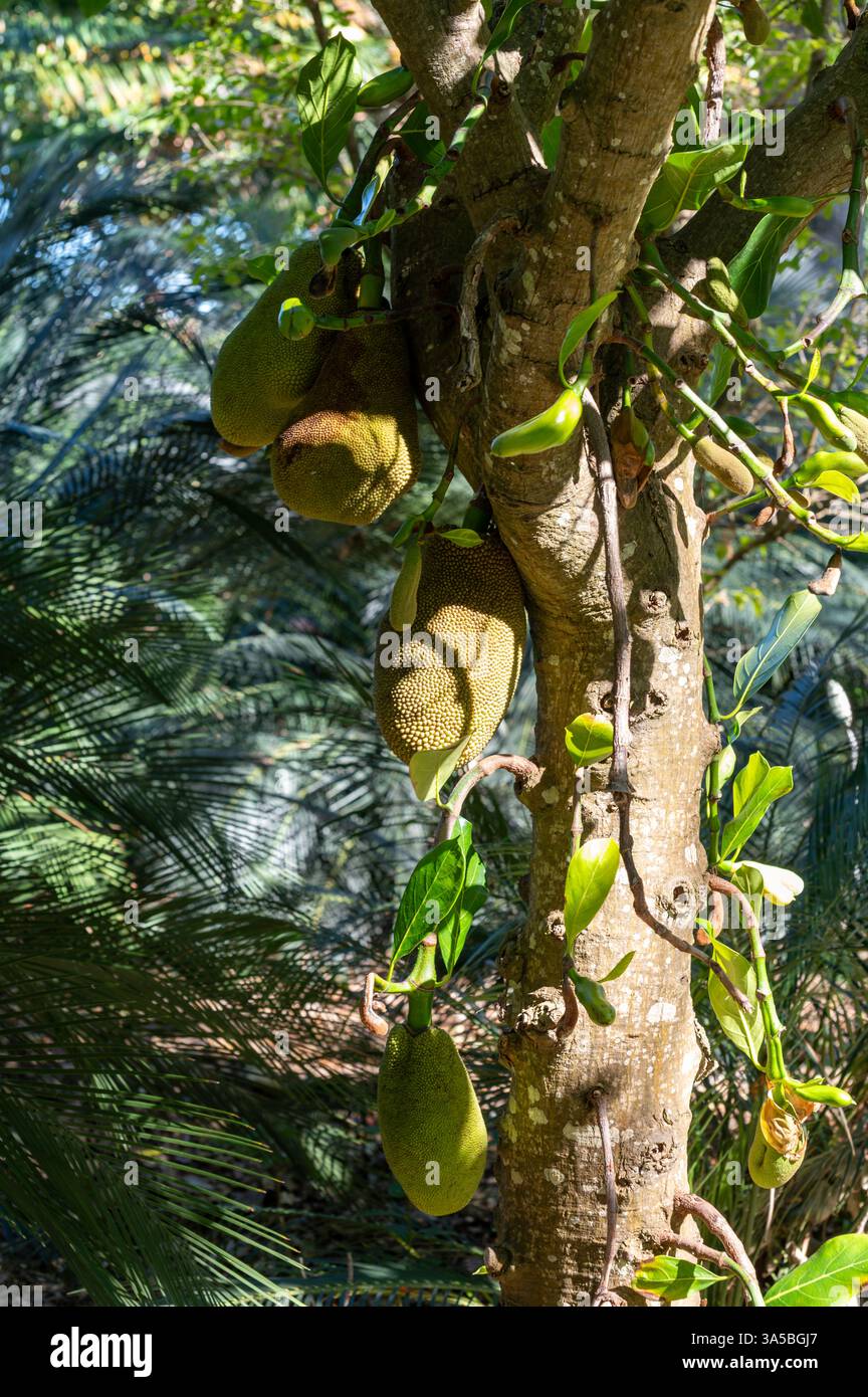 Jackfruit or jaca tree widely cultivated in tropical regions, India ...