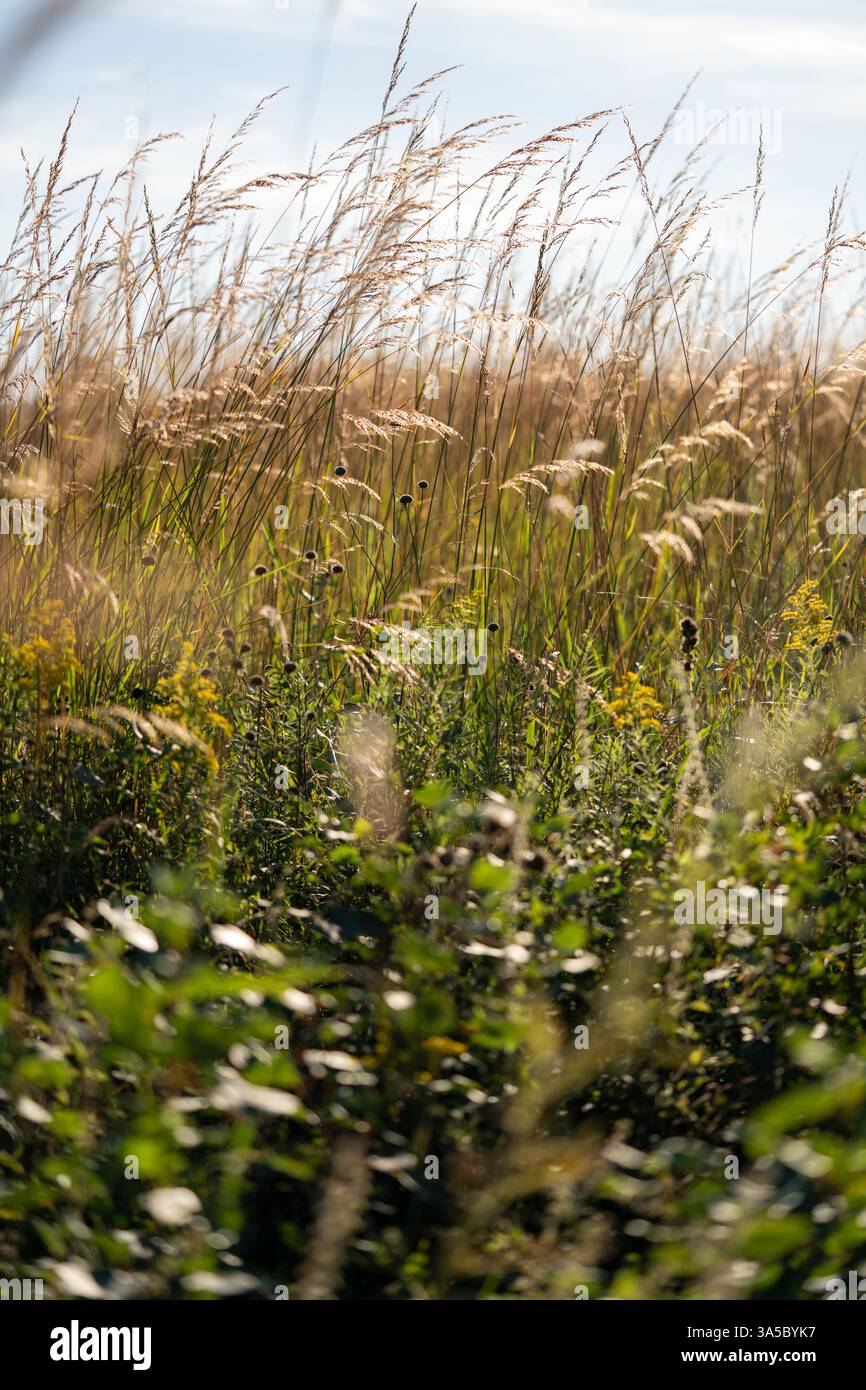Green grasses peeking hi-res stock photography and images - Alamy