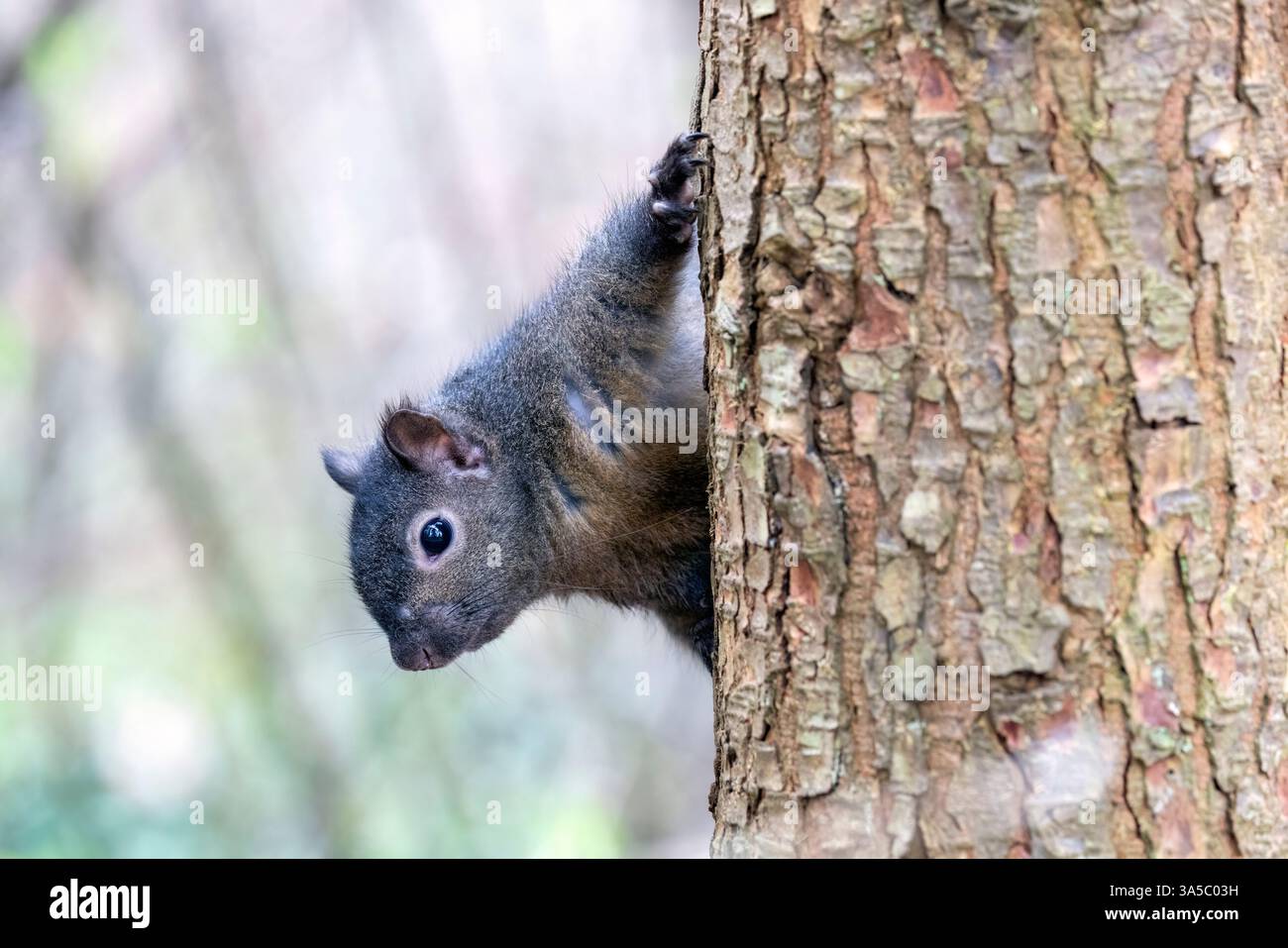 Beacon peeking hi-res stock photography and images - Alamy
