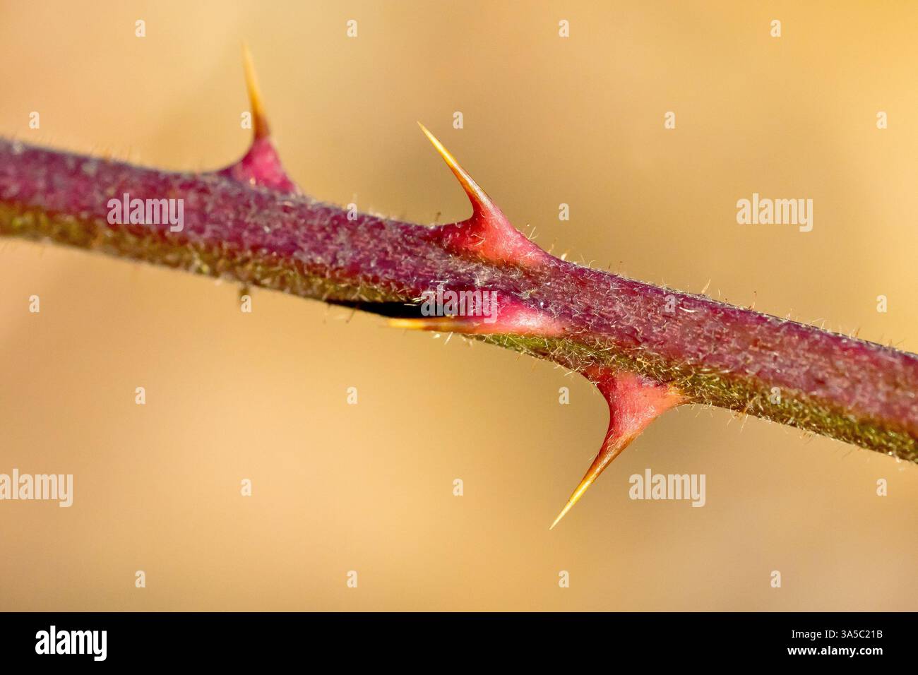 Twig Brambles Bramble thorns isolated hi-res stock photography and images - Alamy