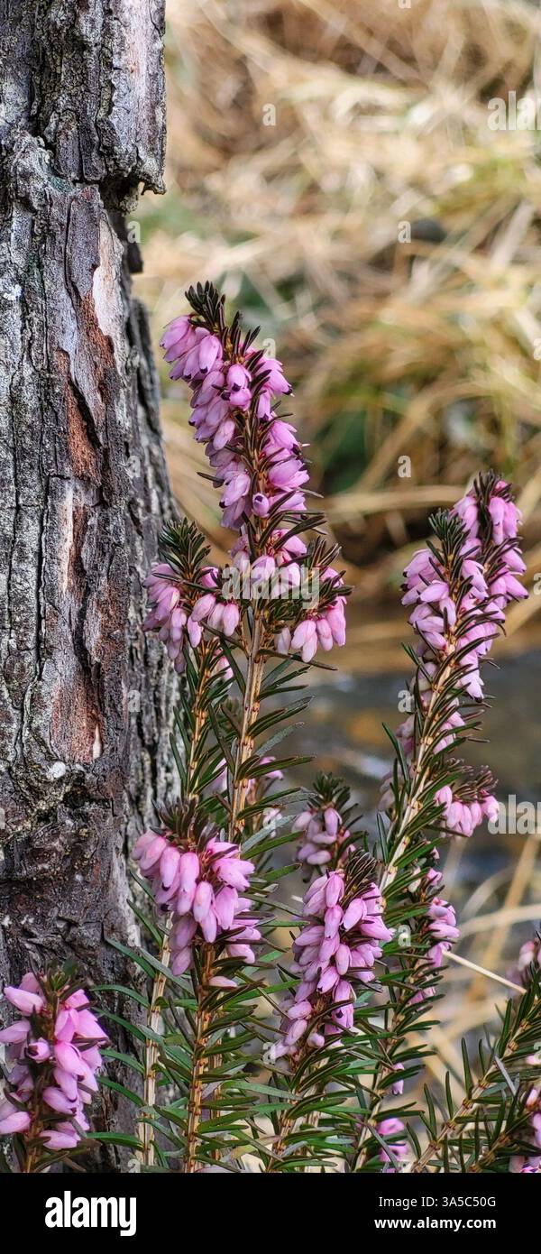 Wild Flower Heather - Smartphone Captured Stock Image