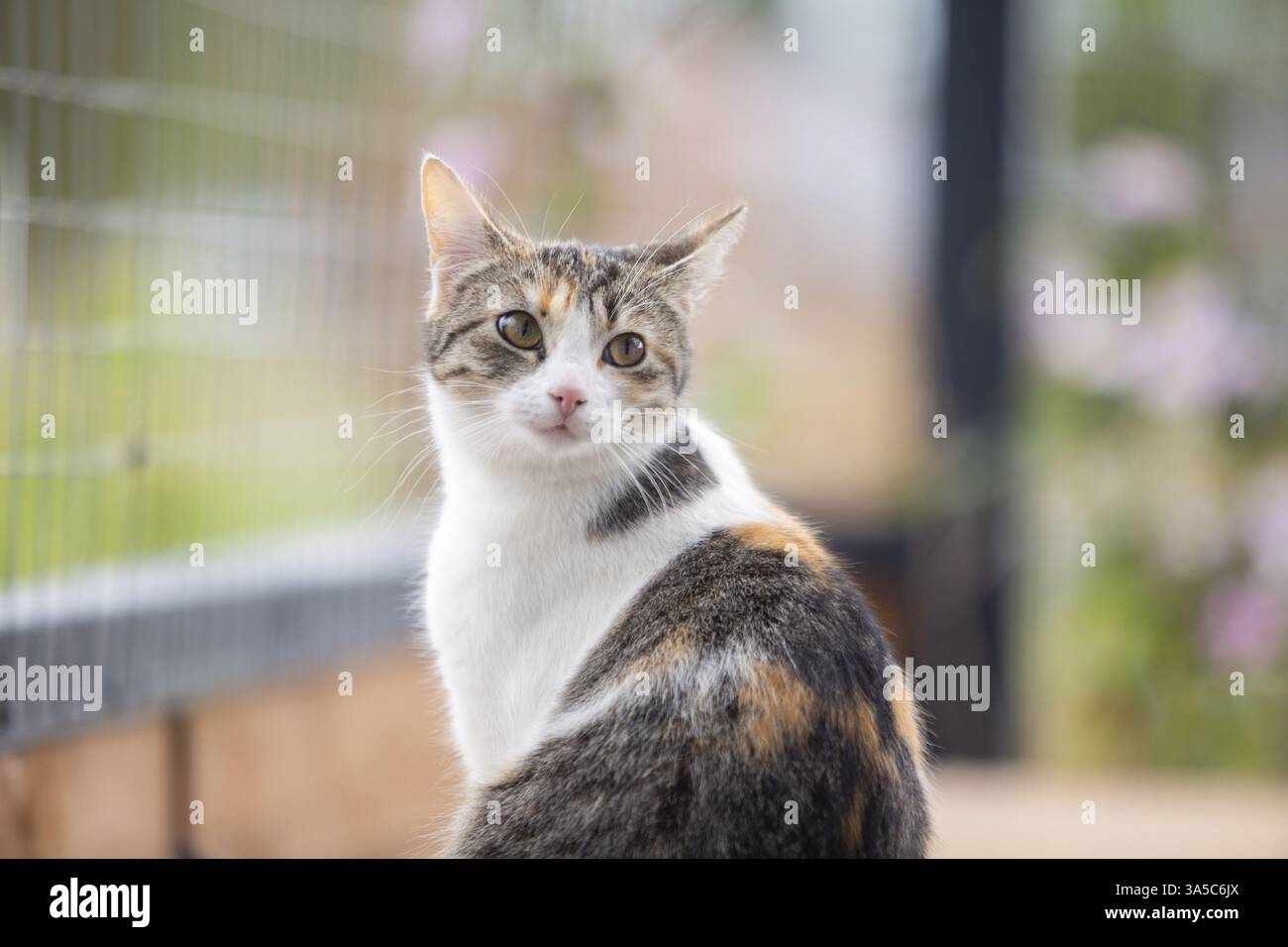 Cat head rear view hi-res stock photography and images - Alamy