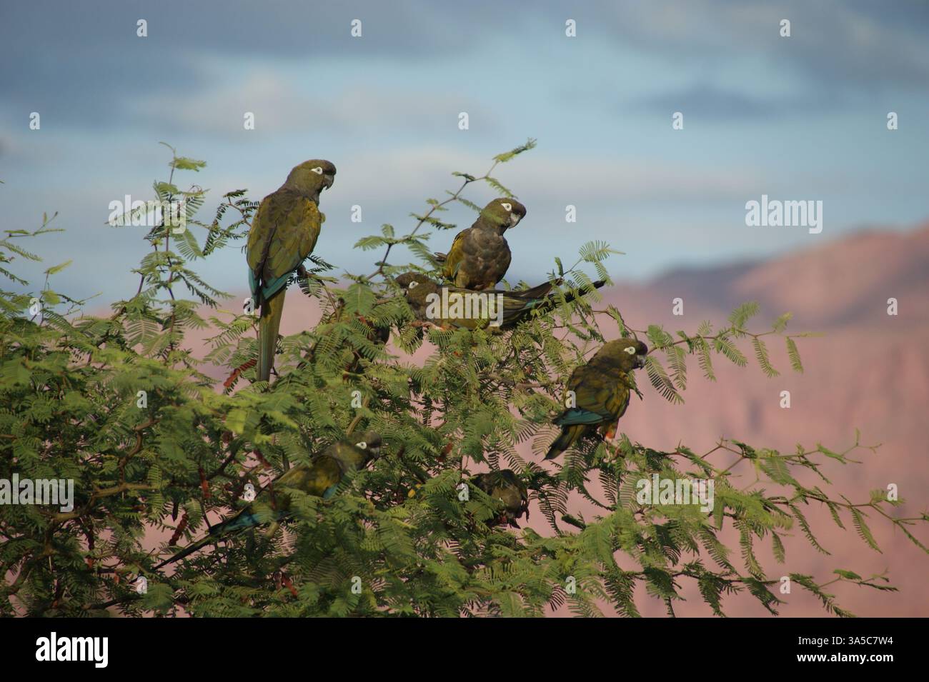 A close up of a group of parrots (Cyanoliseus Patagonus) chatting with the mountains of Villa Union, La Rioja Province, as background Stock Photo