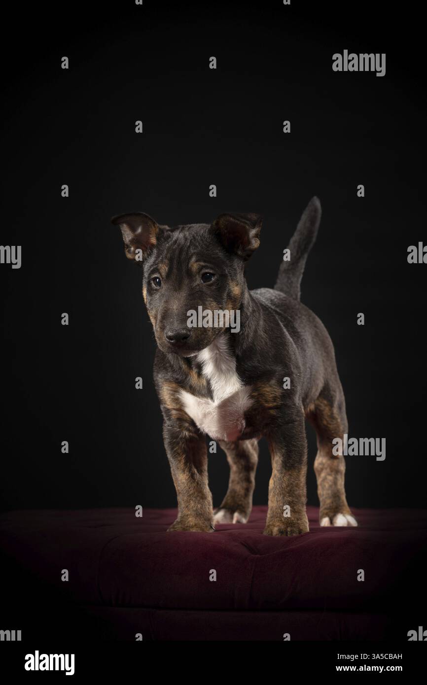 Miniature Bull Terrier Stock Photo