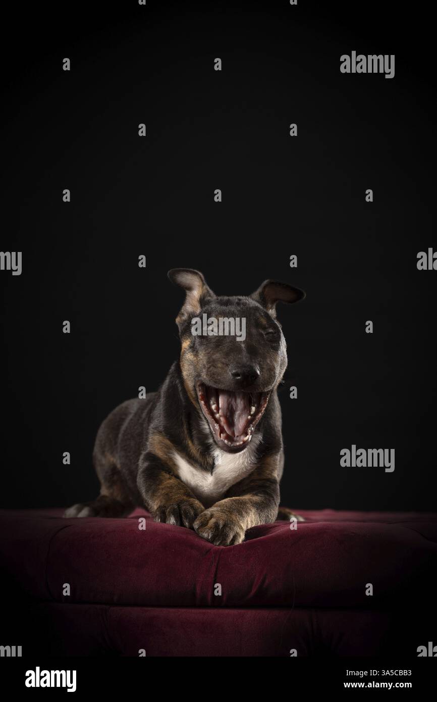 Miniature Bull Terrier Stock Photo