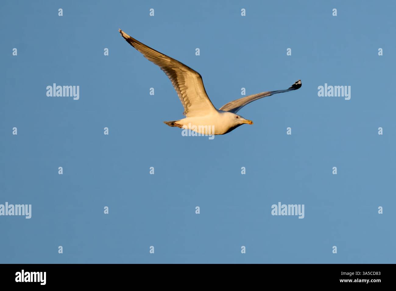 Single seagull in flight against a clear, light blue sky Stock Photo