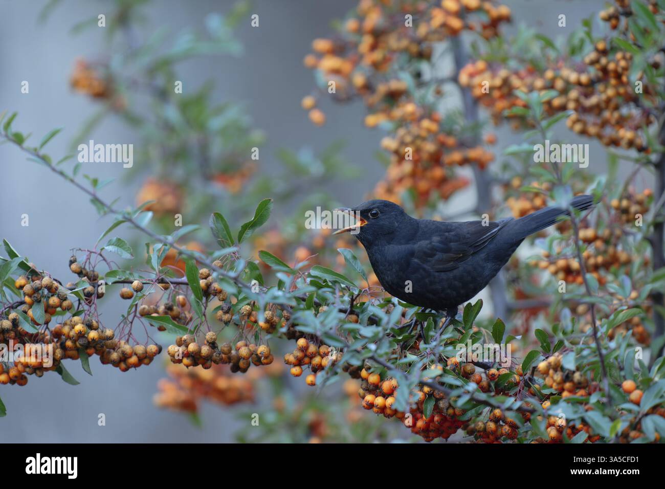 common blackbird Stock Photo