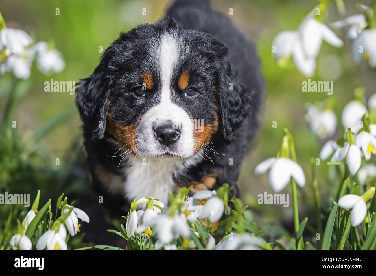 Bernese Mountain Dog Puppy Stock Photo