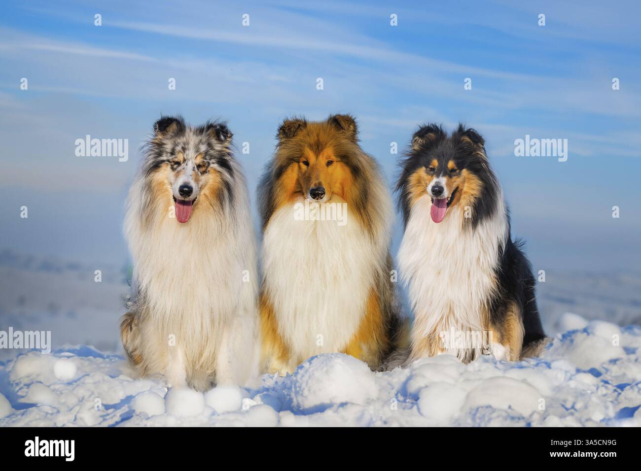 Long-haired collie in winter Stock Photo