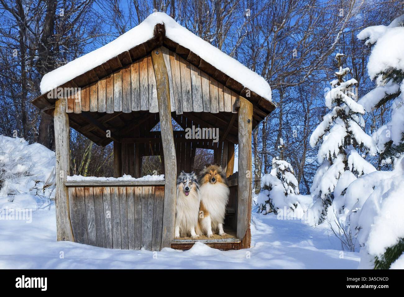 Long-haired collie in winter Stock Photo