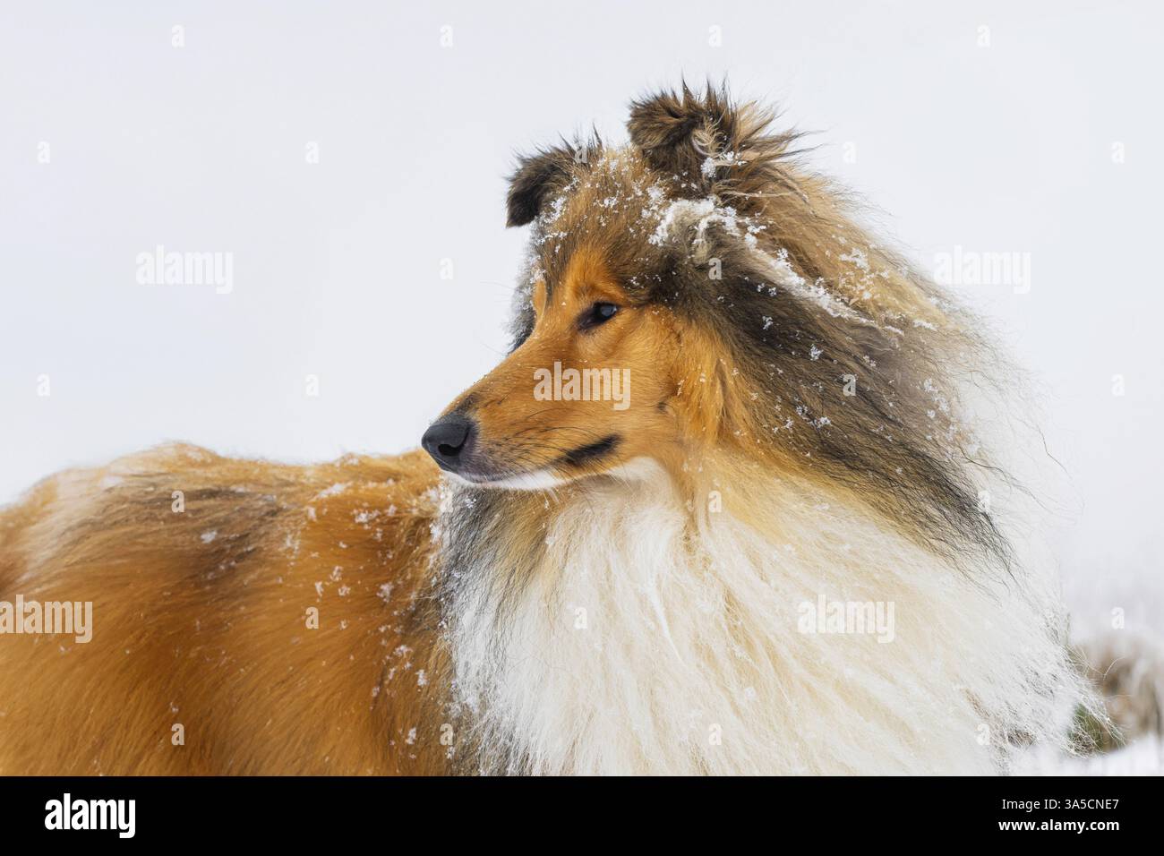 Long-haired collie in winter Stock Photo