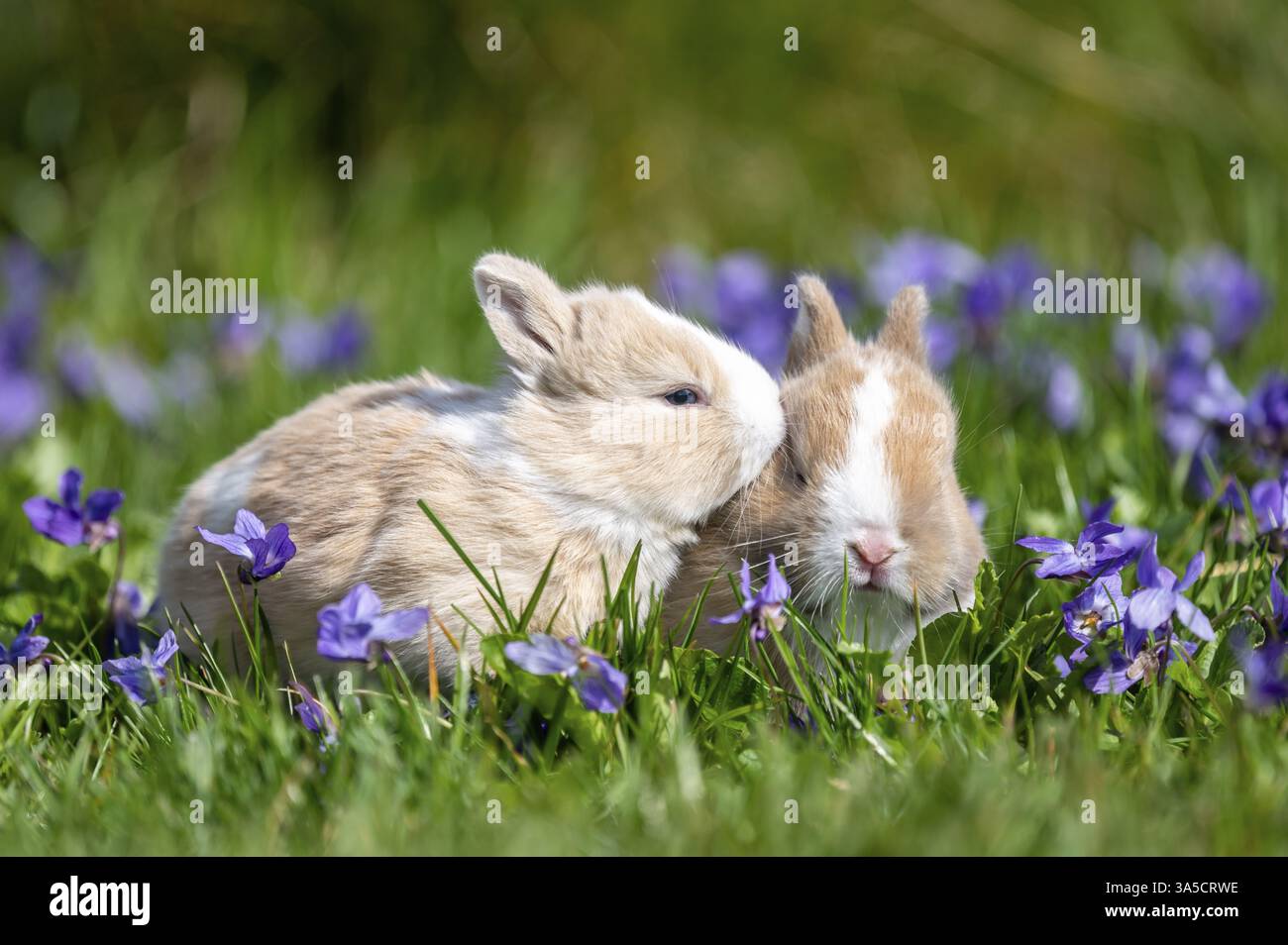 bunny babys Stock Photo