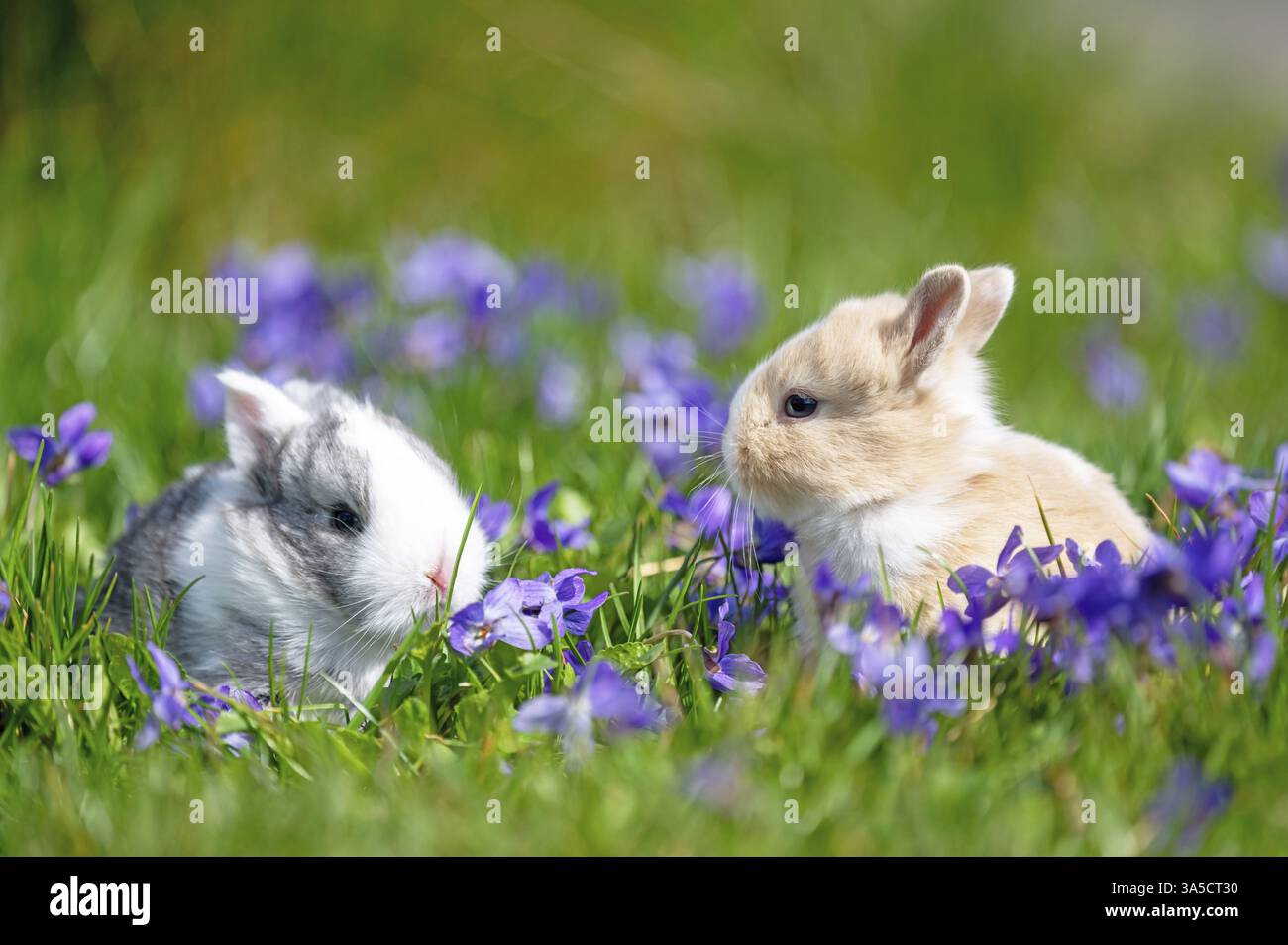 bunny babys Stock Photo