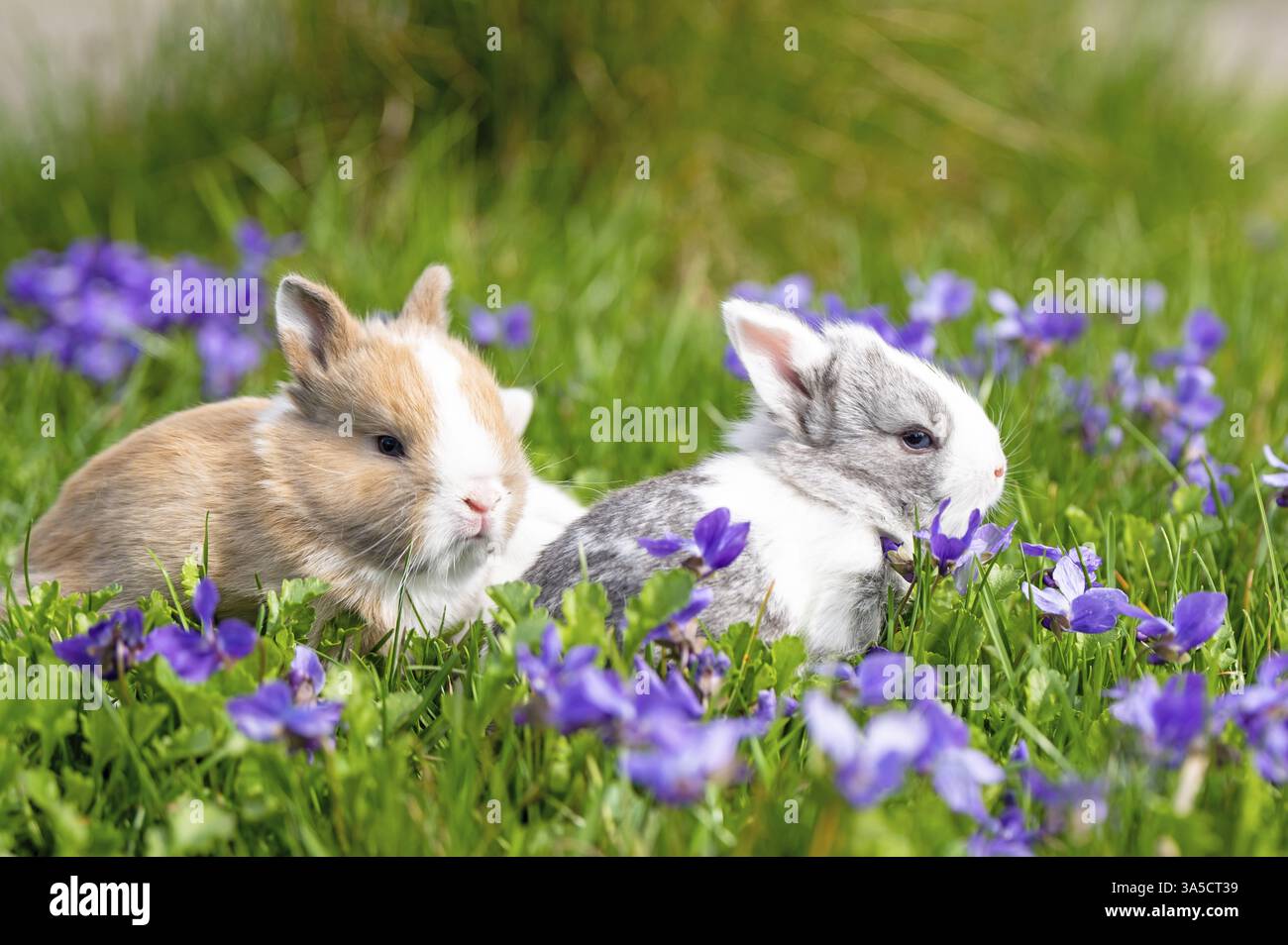 bunny babys Stock Photo