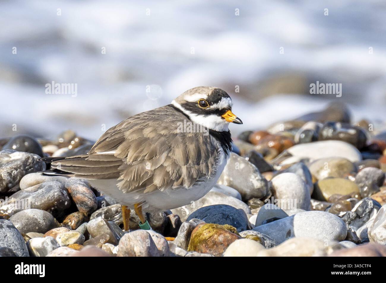 common ringed plover Stock Photo - Alamy