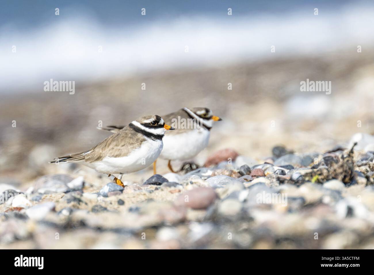 common ringed plover Stock Photo - Alamy