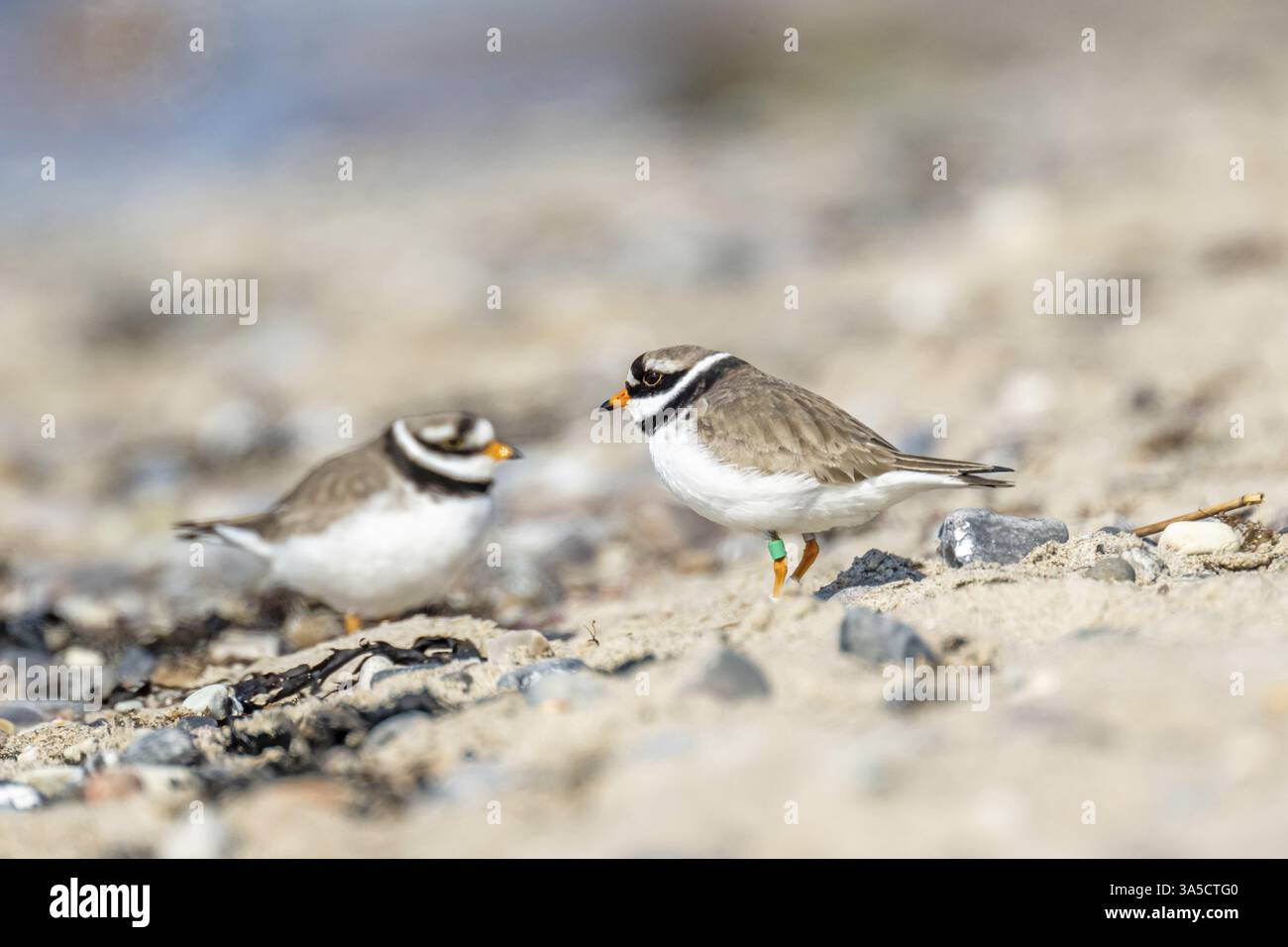 common ringed plover Stock Photo - Alamy