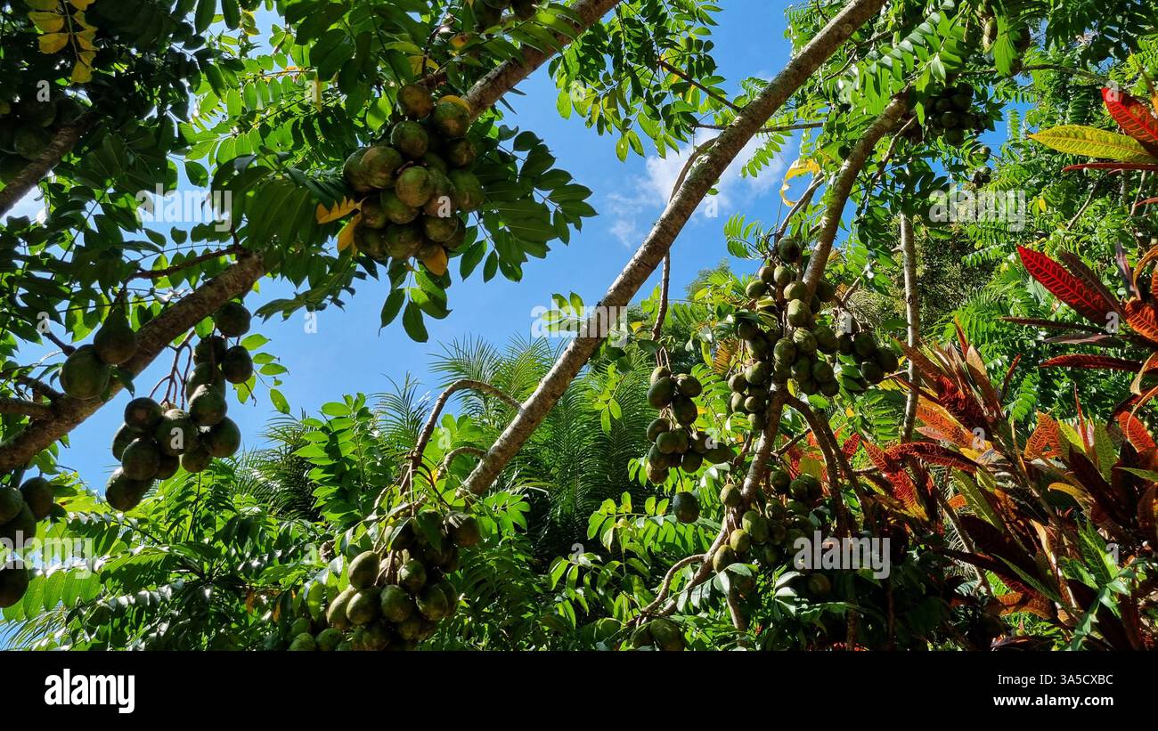 A radiant tropical morning bathes this verdant orchard in golden sunlight, revealing a Spondias mombin tree — commonly known as hog plum or umbu - Smartphone Captured Stock Image