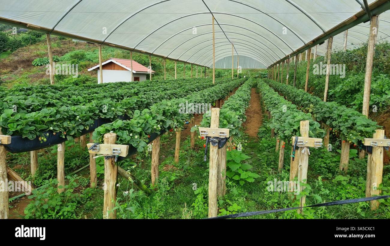 A vibrant greenhouse strawberry farm featuring rows of elevated planting beds, each filled with lush green strawberry plants. - Smartphone Captured Stock Image