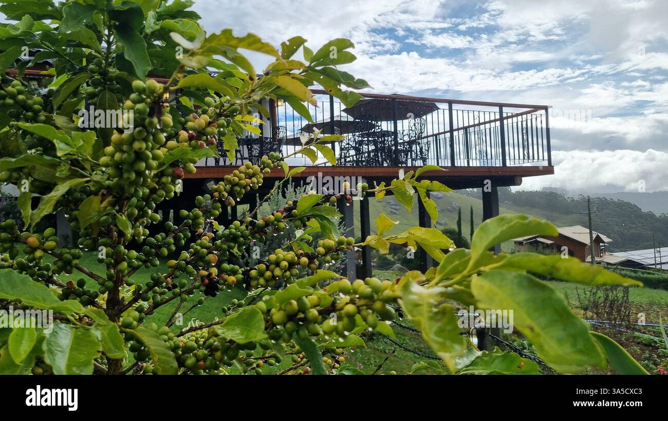 This picturesque image captures a vibrant coffee plant in the foreground, laden with clusters of unripe green and partially ripening coffee cherries - Smartphone Captured Stock Image