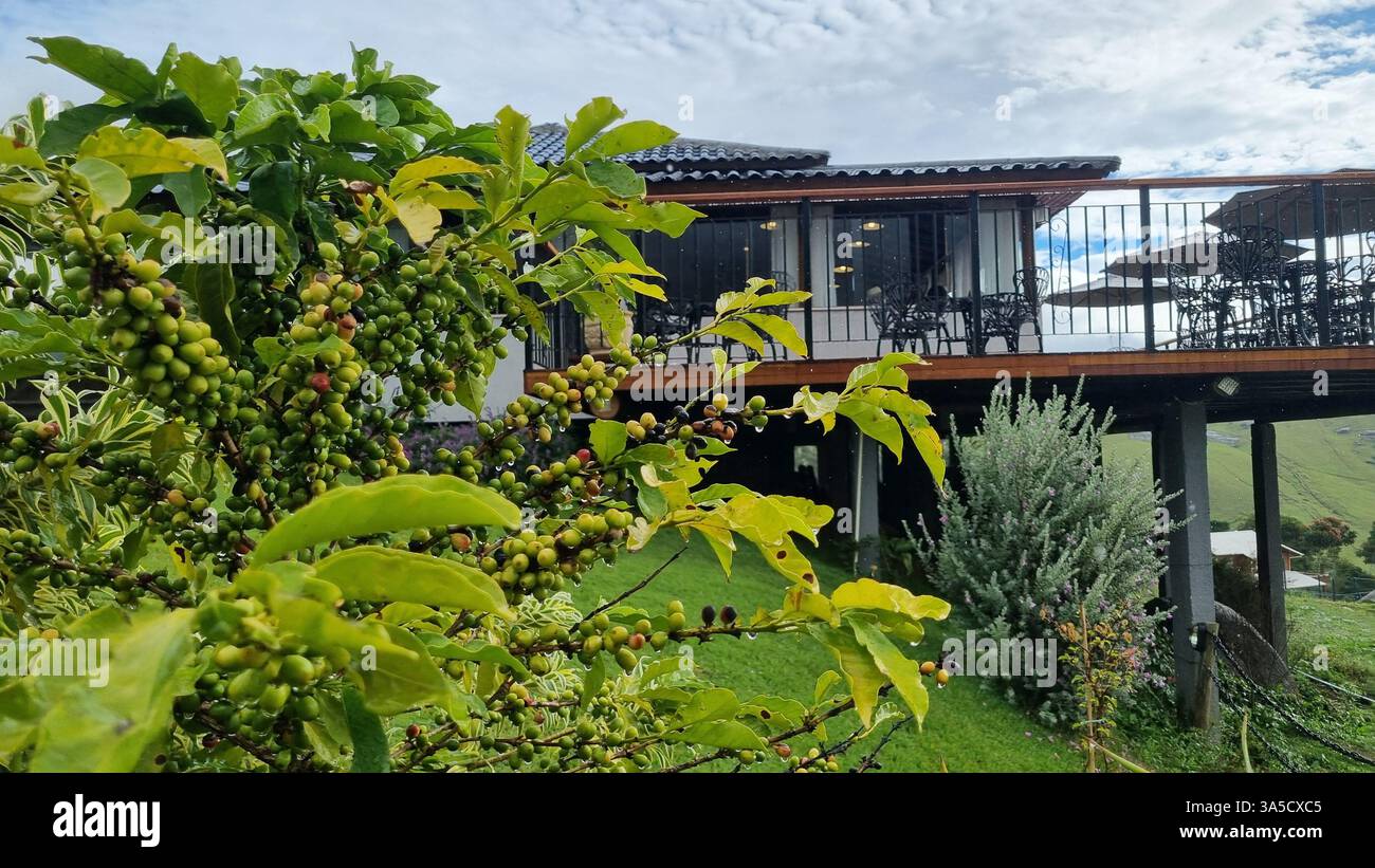 This picturesque image captures a vibrant coffee plant in the foreground, laden with clusters of unripe green and partially ripening coffee cherries - Smartphone Captured Stock Image