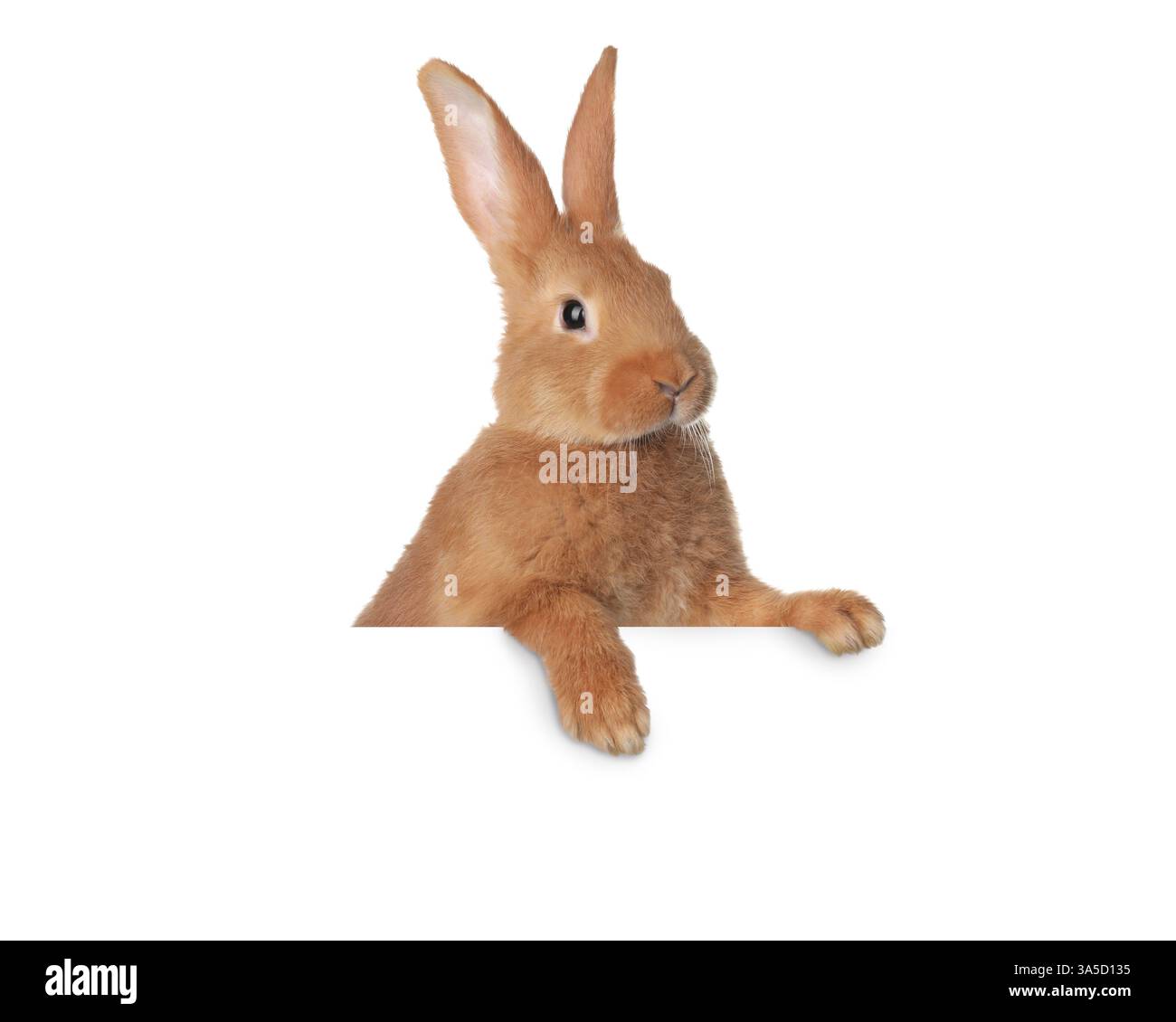 Cute fluffy rabbit peeking out on white background Stock Photo - Alamy