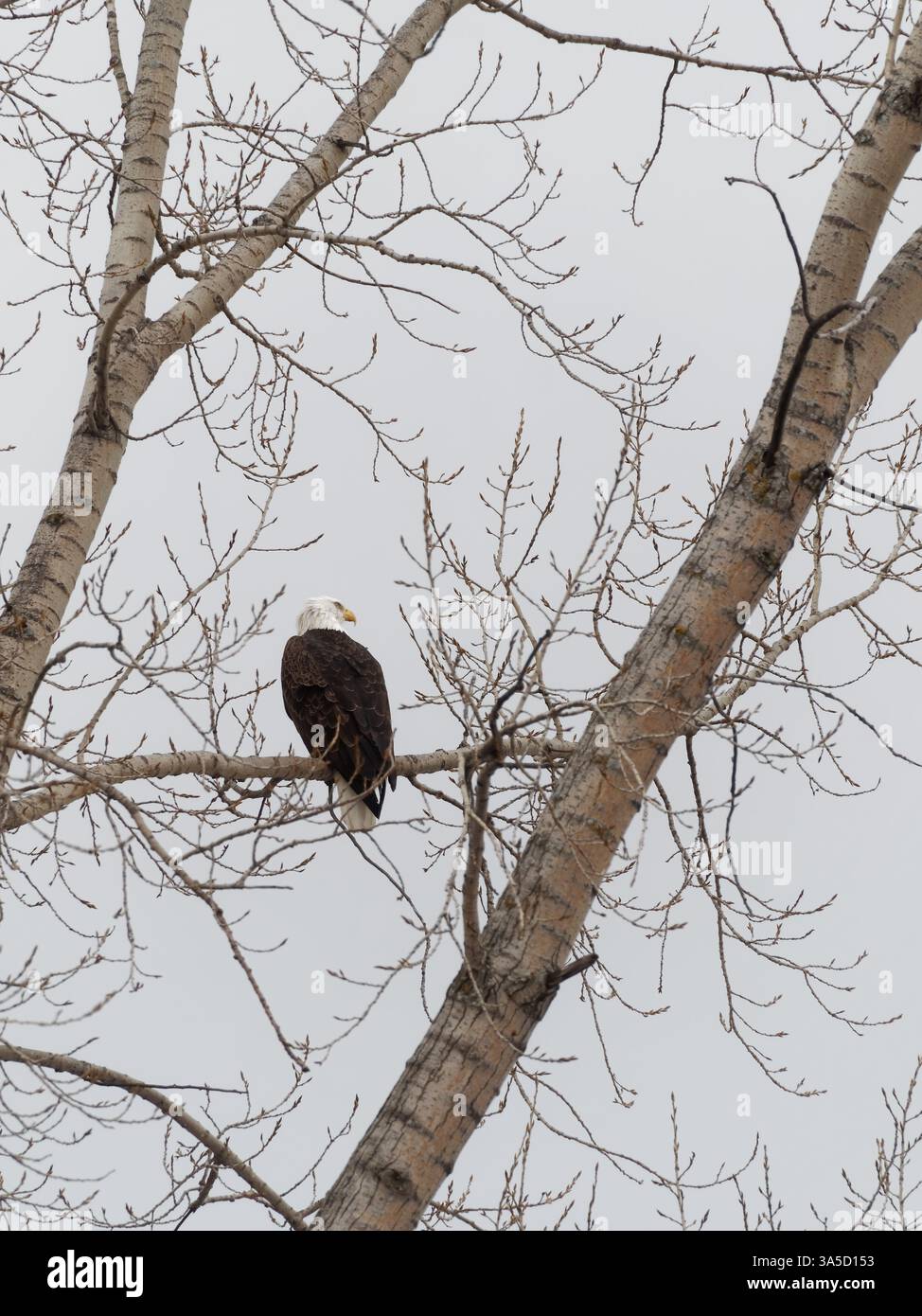 Bald eagle perched on a tree branch, Quebec,Canada Stock Photo