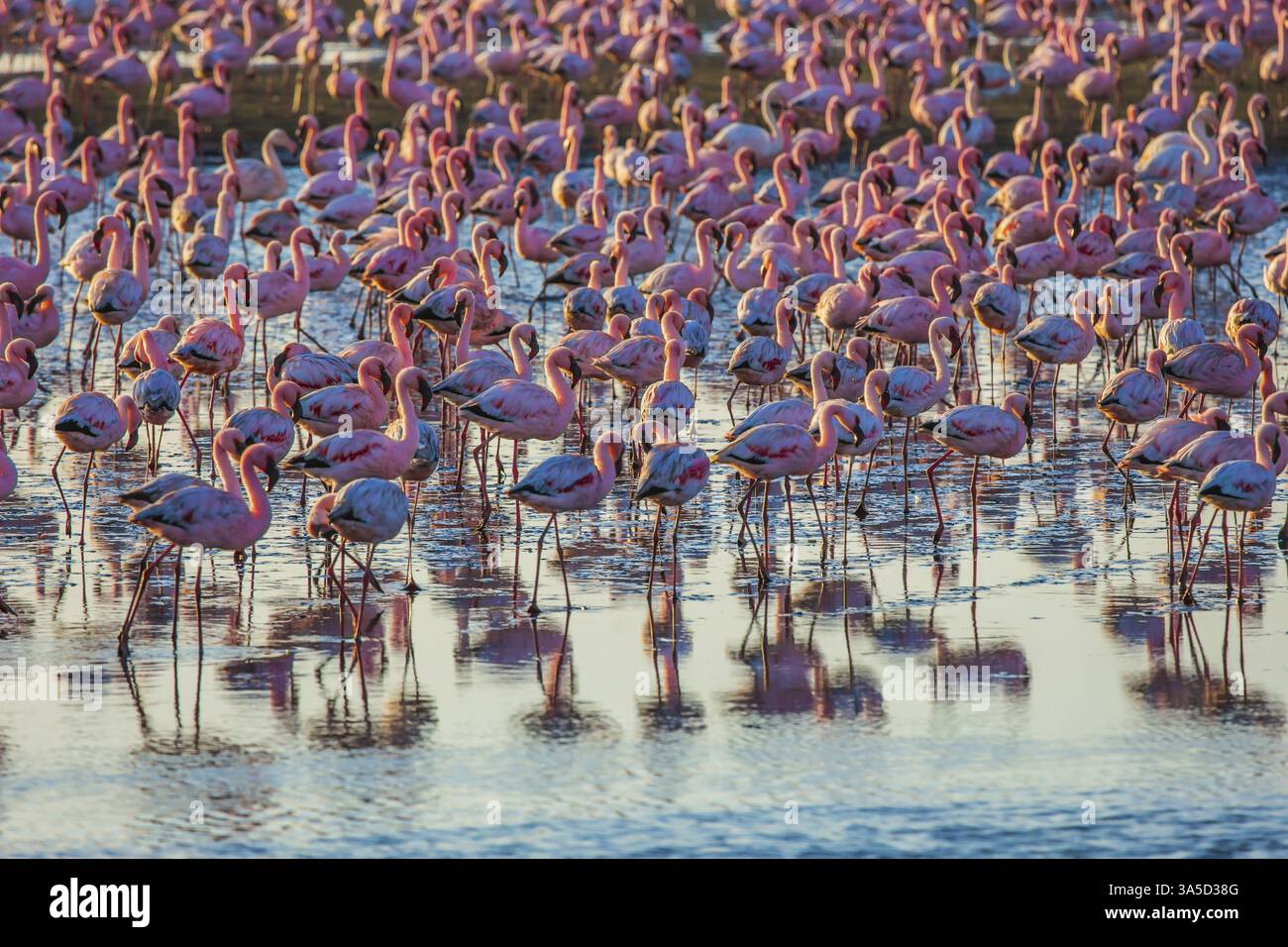 Pink flamingos. Interesting birdwatching. Gorgeous pink birds feed and ...