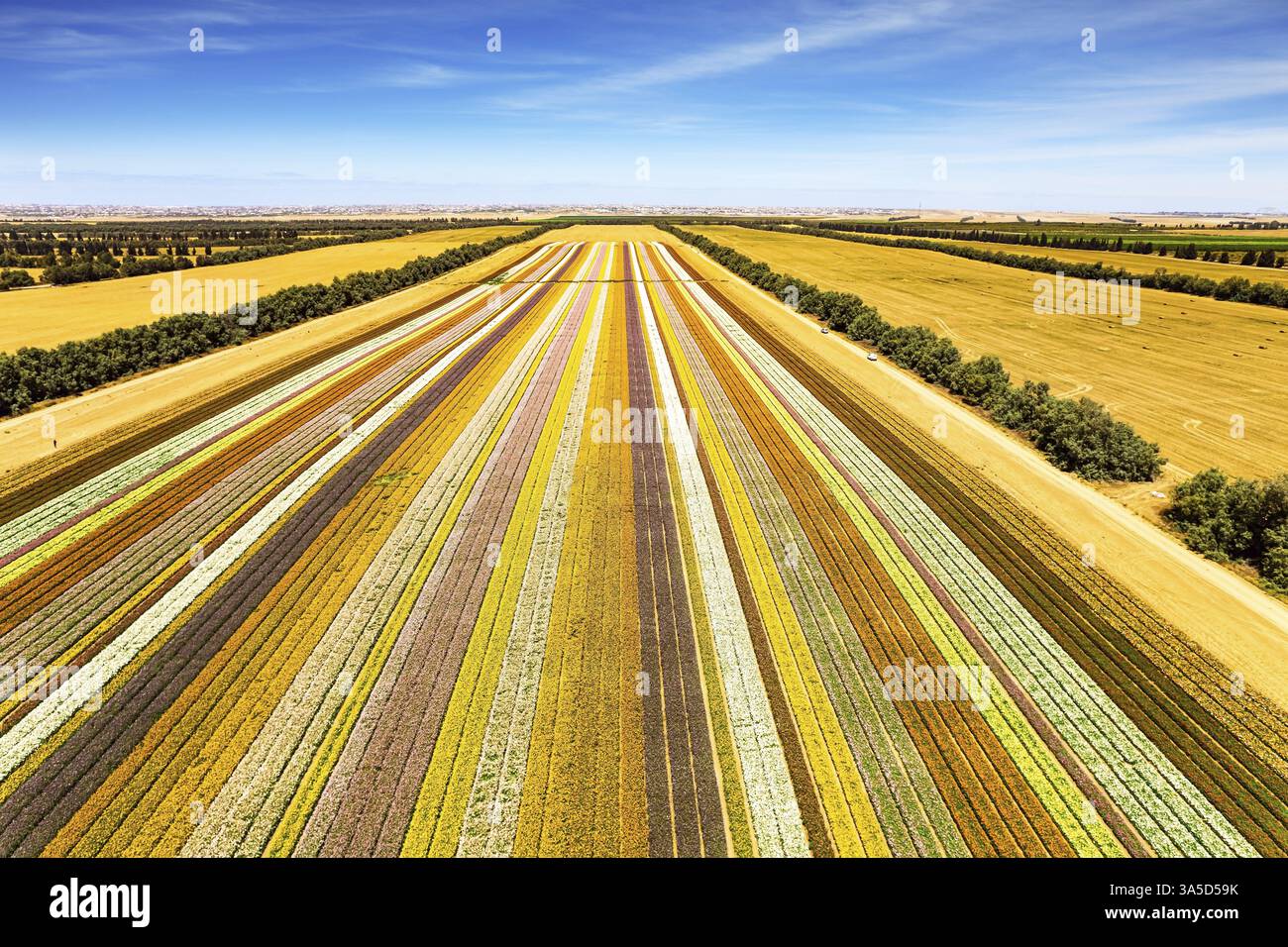 Spectacular photos taken by drone. Magnificent flower field. Southern ...