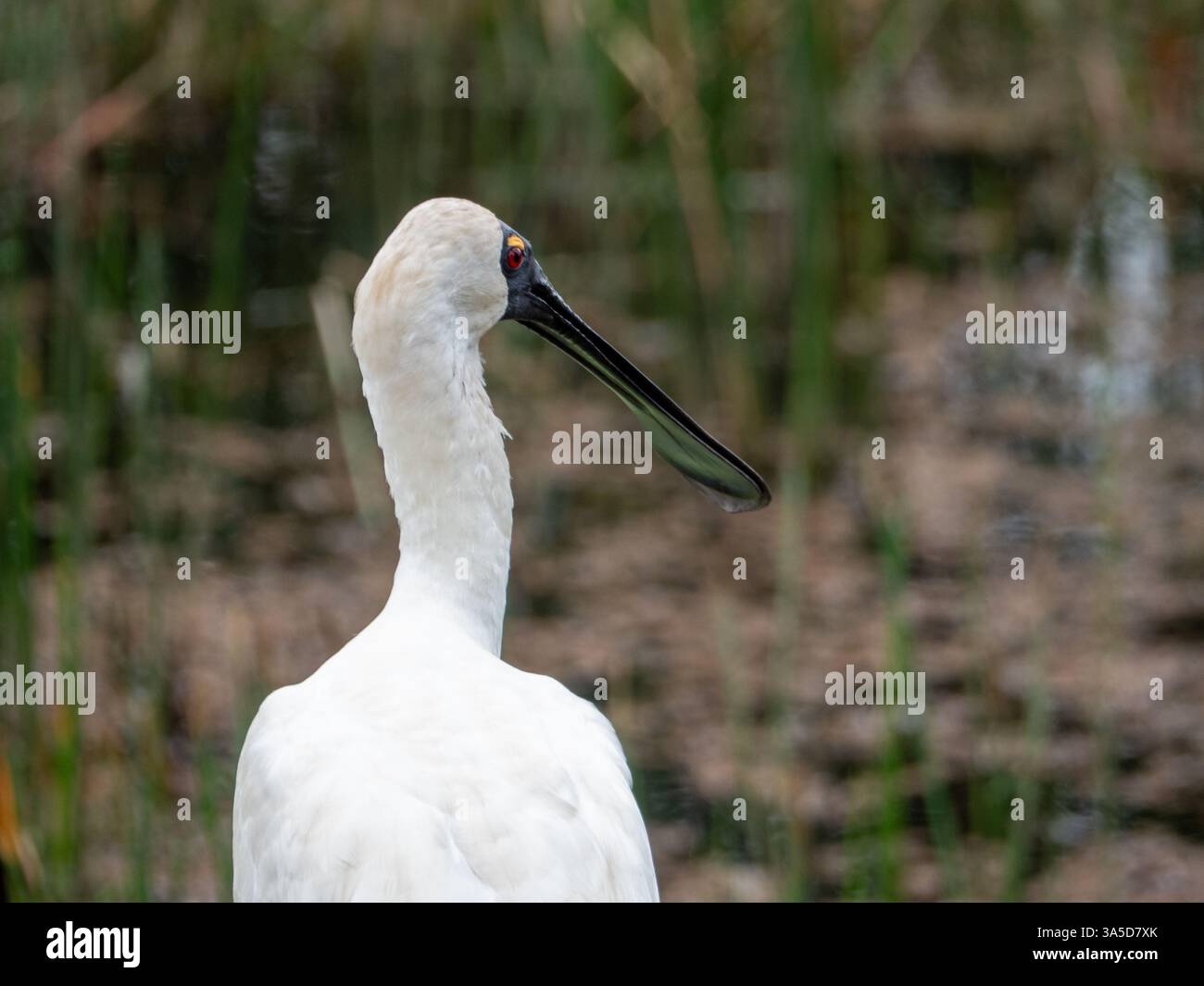 Royal spoonbill bird standing by the lake water, closeup of head, neck ...