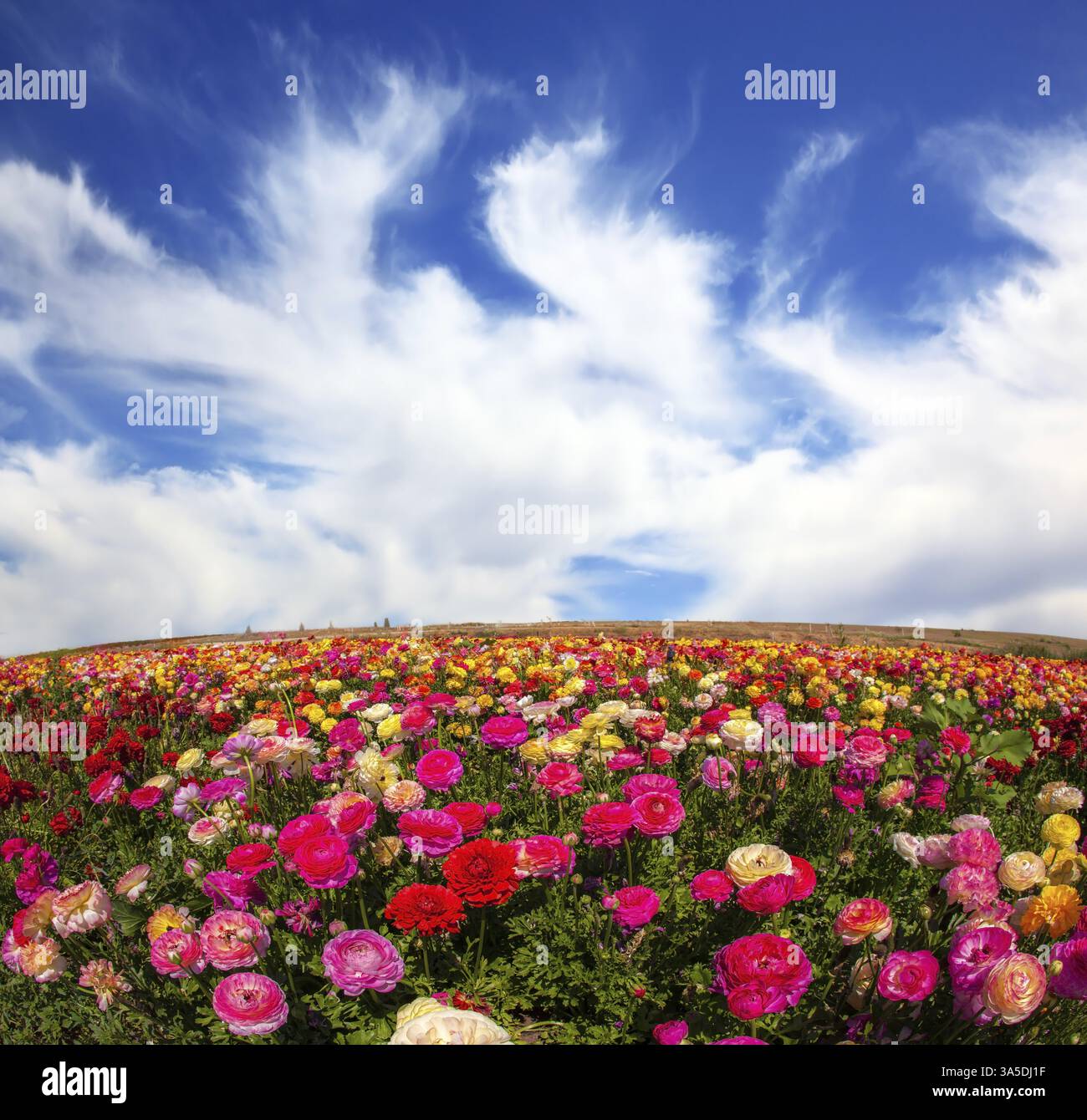 Spring flowering garden large buttercups - ranunculus. Flowers are ...