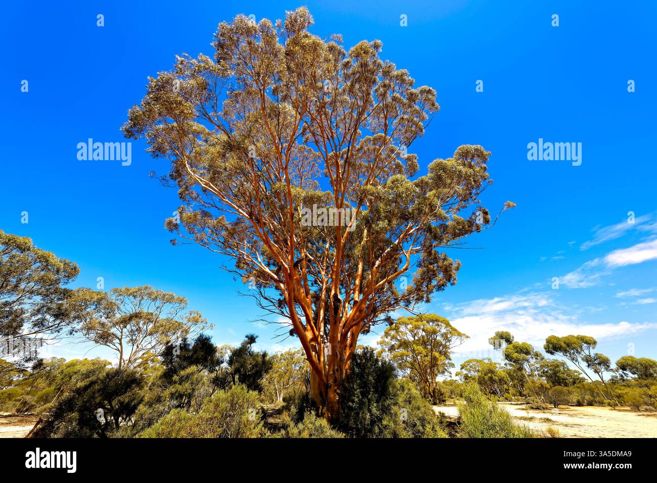 Salmon gum tree, Western Australia Stock Photo