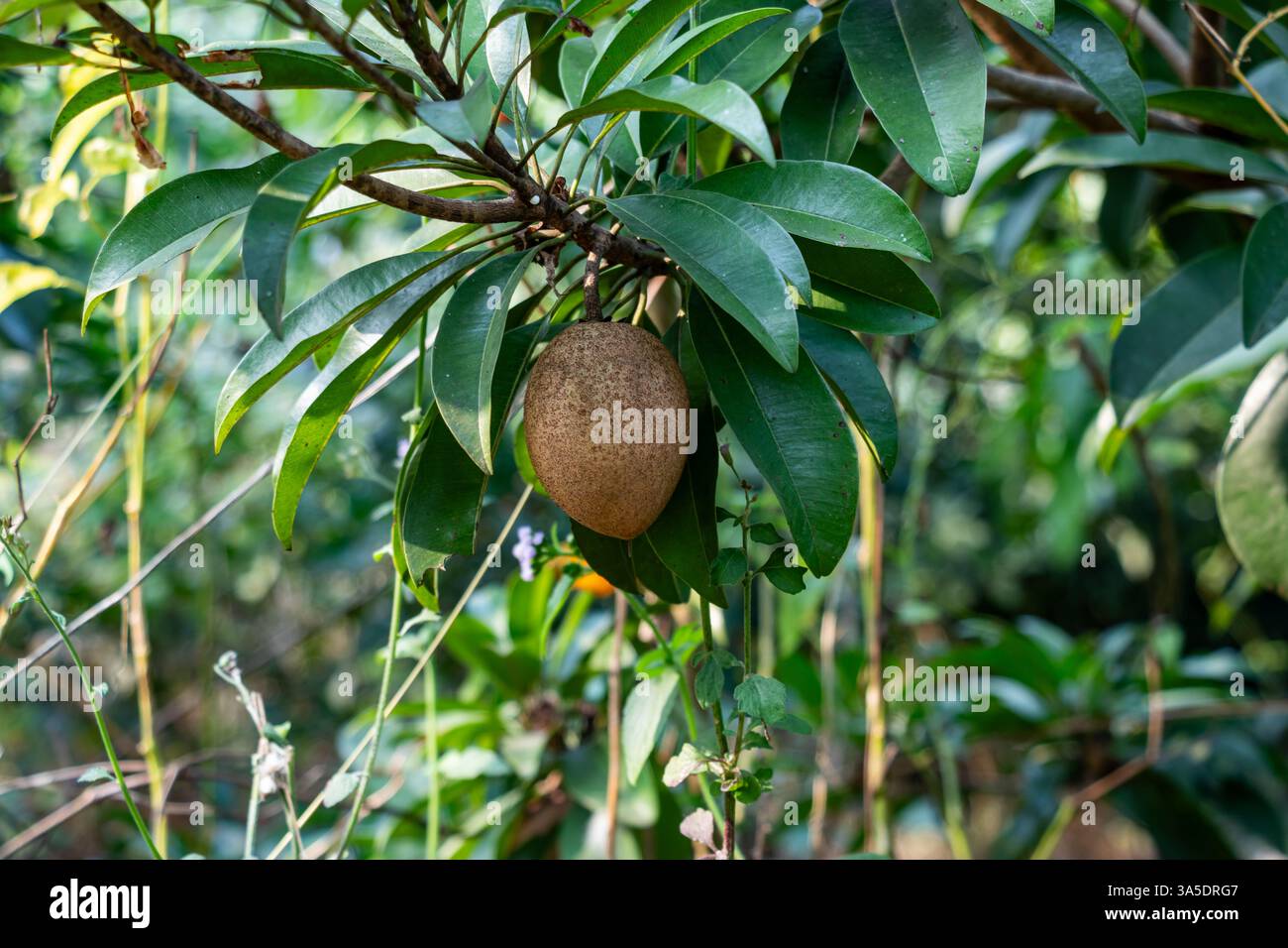 Lezbiyan dugonasining oyoqlarini yalaydi