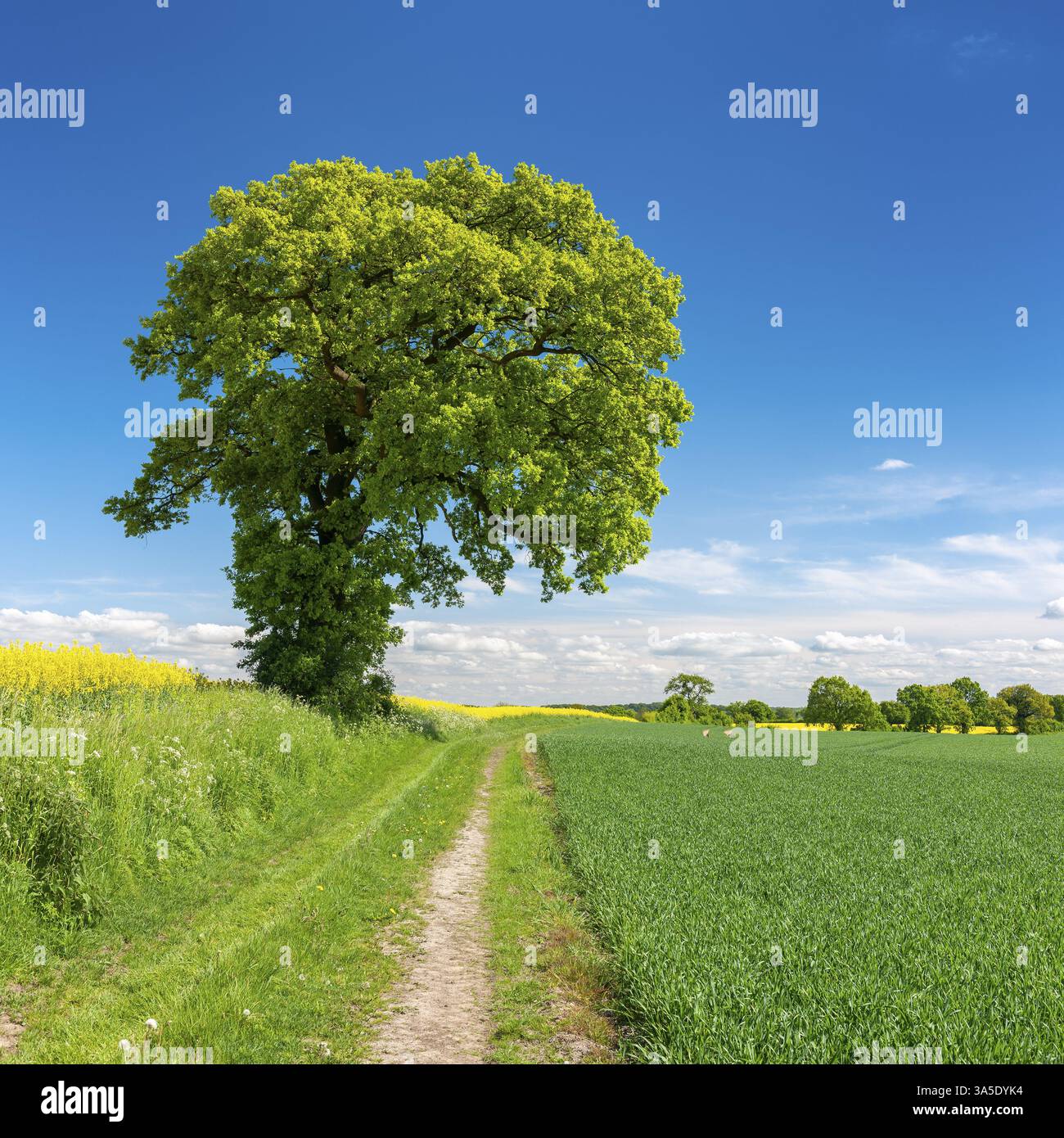 Path In Field Fields Path Hills Cabbage Hill | Discover Leeds