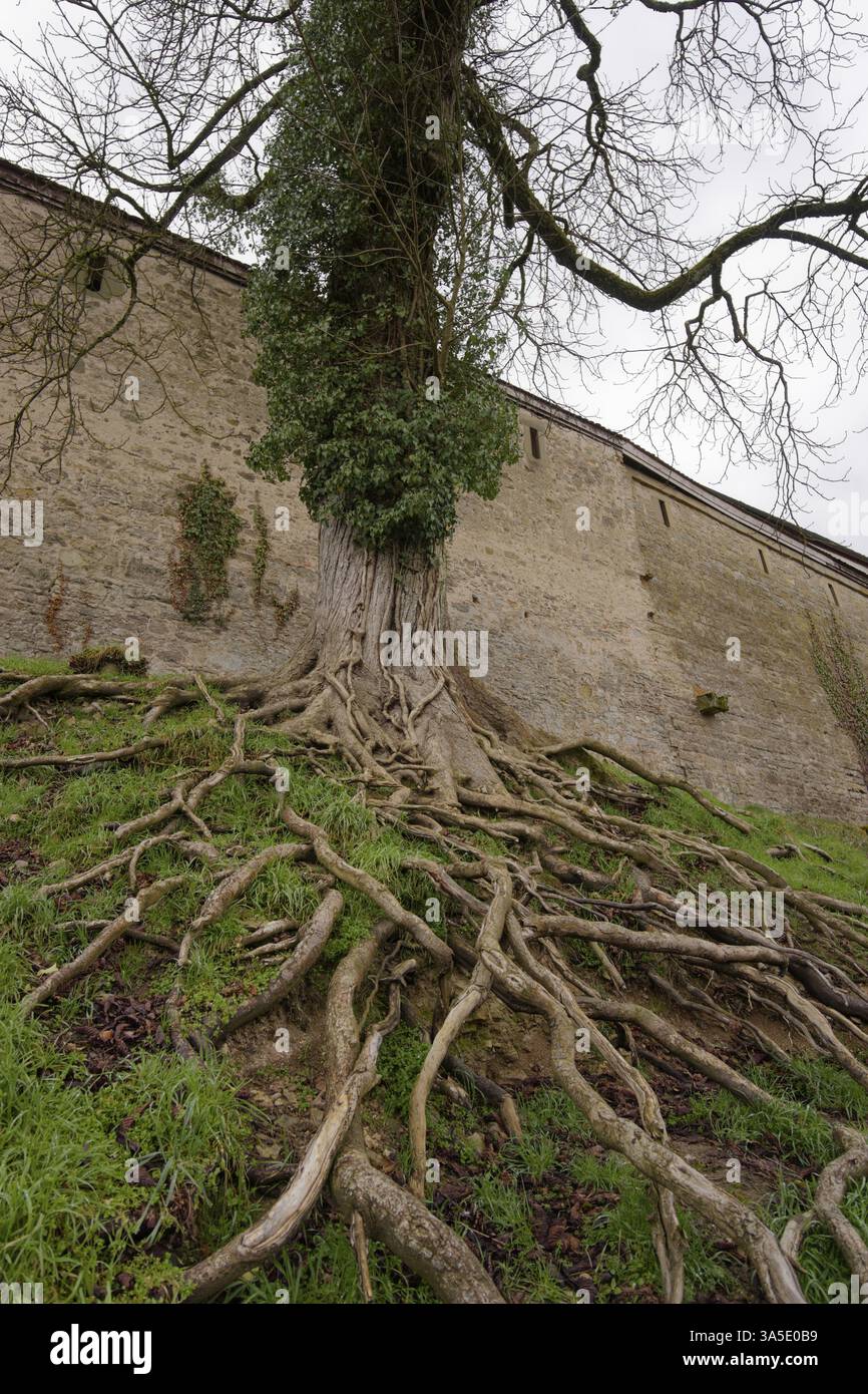Chestnut Roots Roots of the horse chestnut (Aesculus hippocastanum), Comburg ...
