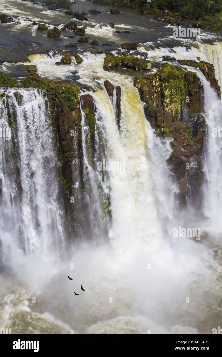 The fantastic roaring Iguazu Falls. Andean condors fly in the water ...