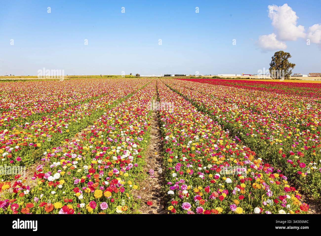 The magnificent nature of Israel. Picturesque huge fields of flowers ...