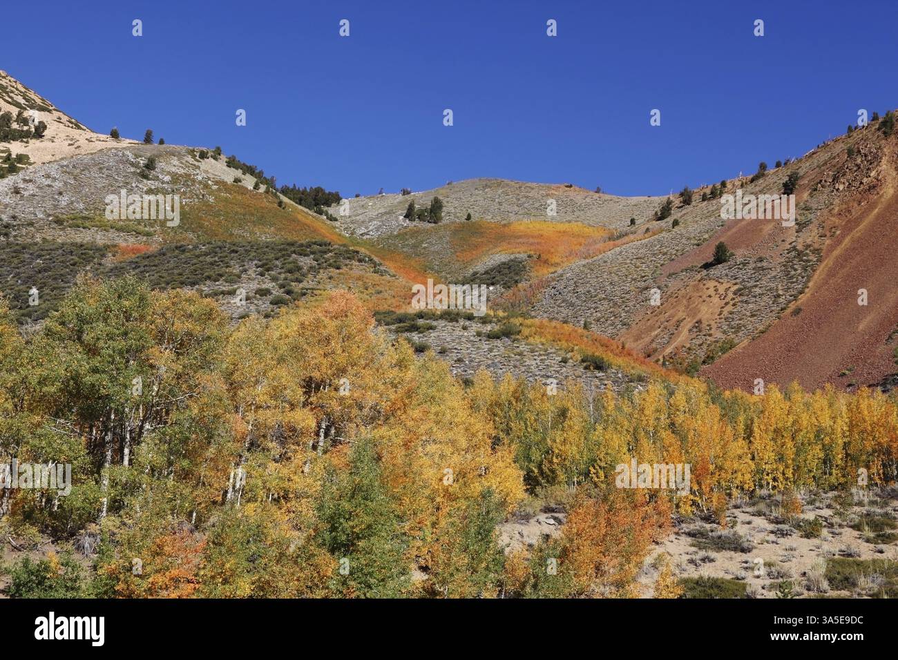 Mountain slopes in California. Shrubs bright autumn colors of orange ...