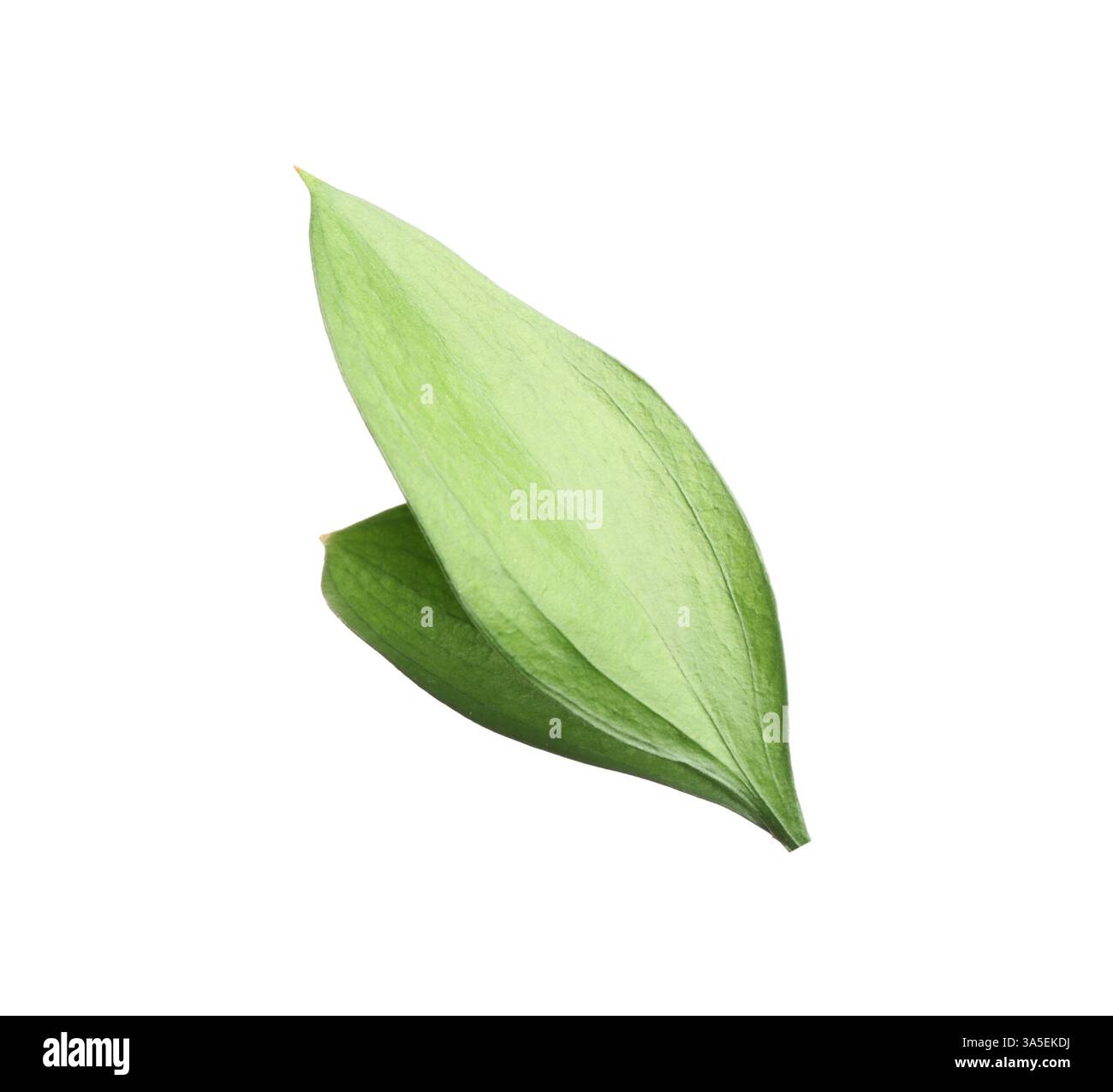Two fresh green Ruscus leaves isolated on white Stock Photo - Alamy